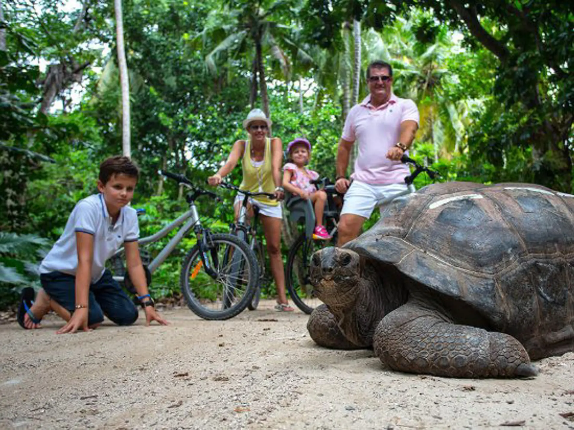 KÆMPESKILDPADDER - På Curieuse Island kan I komme helt tæt på de store Aldabra-skildpadder, der kan blive op til 150 år.