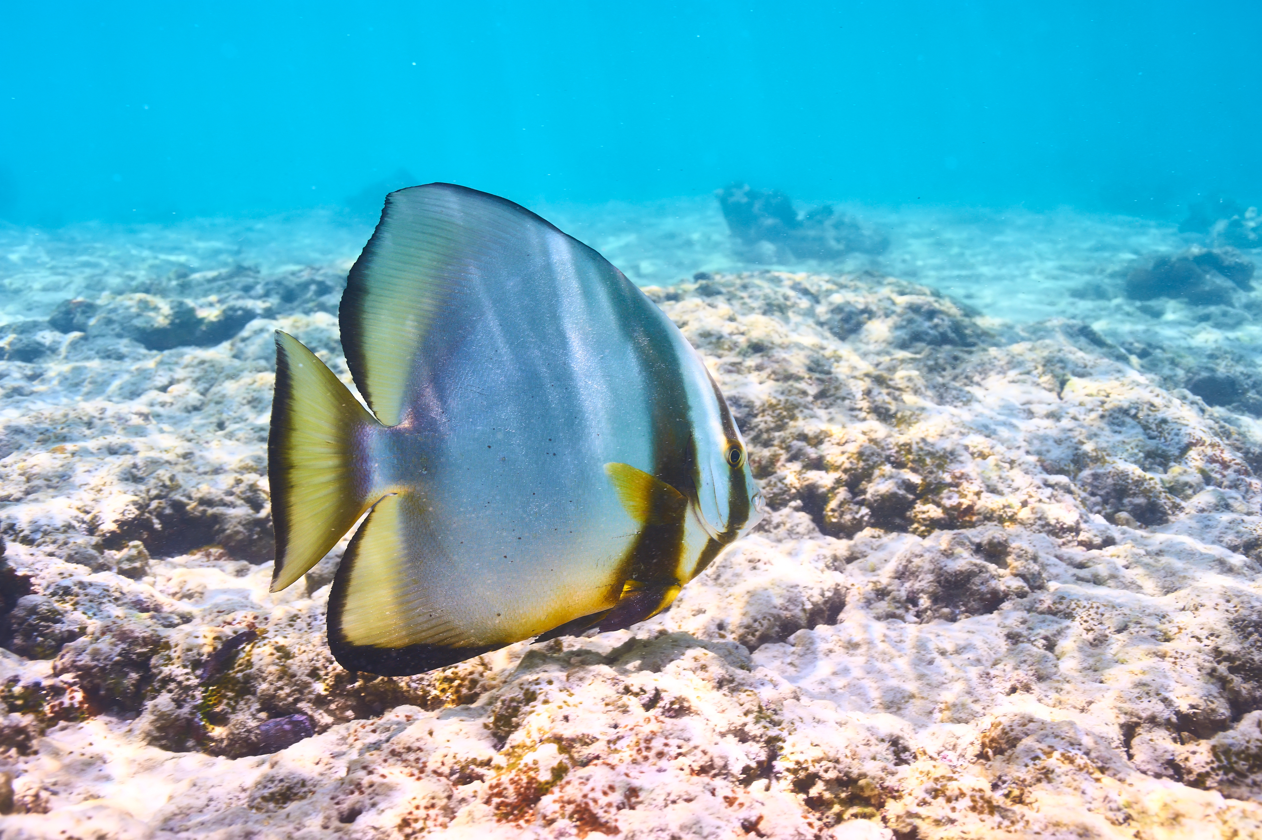 SNORKLING - Flere steder på Seychellerne kan I få fremragnede snorkeloplevelser i det glasklare vand.