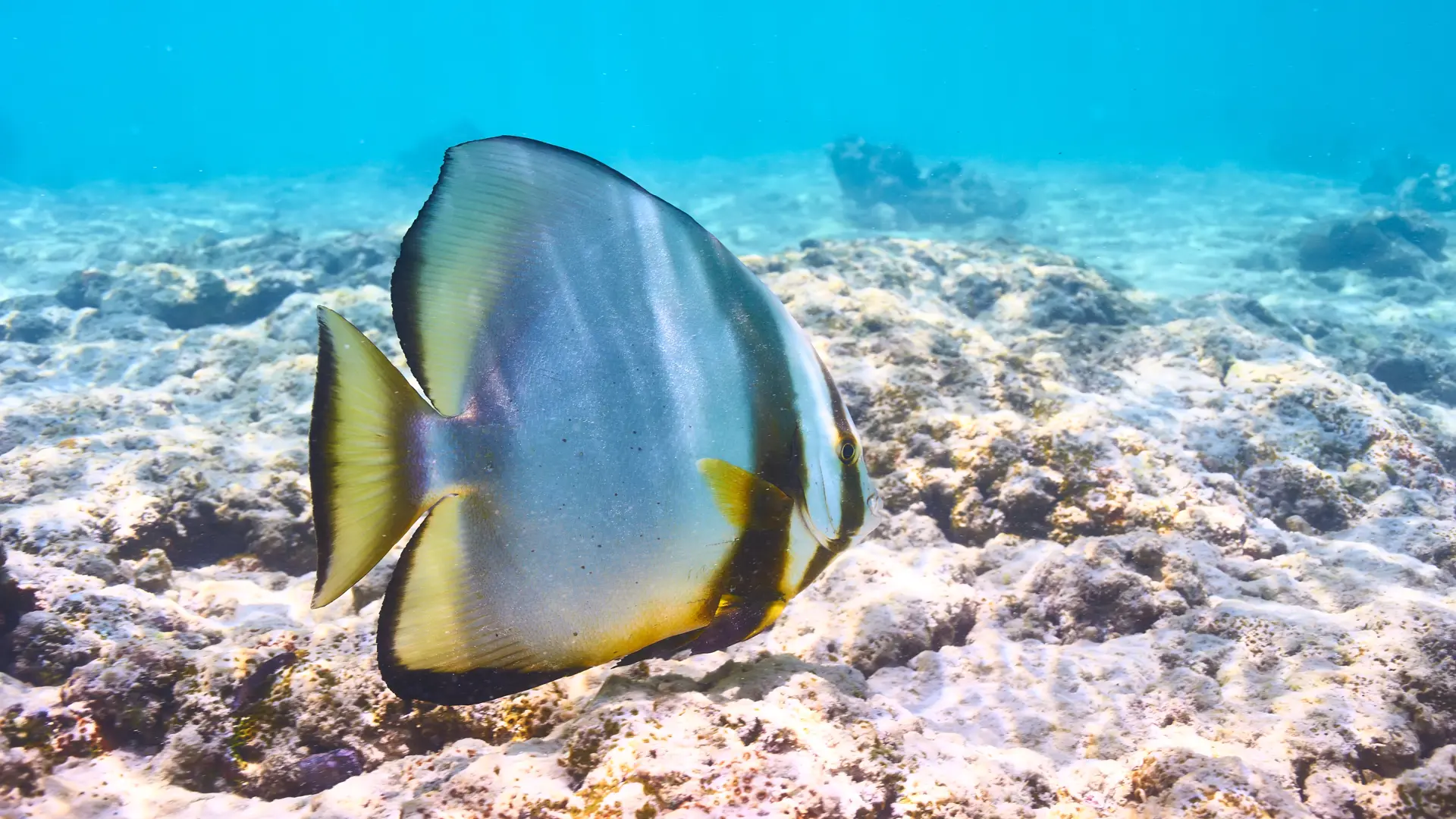 SNORKLING - Flere steder på Seychellerne kan I få fremragnede snorkeloplevelser i det glasklare vand.