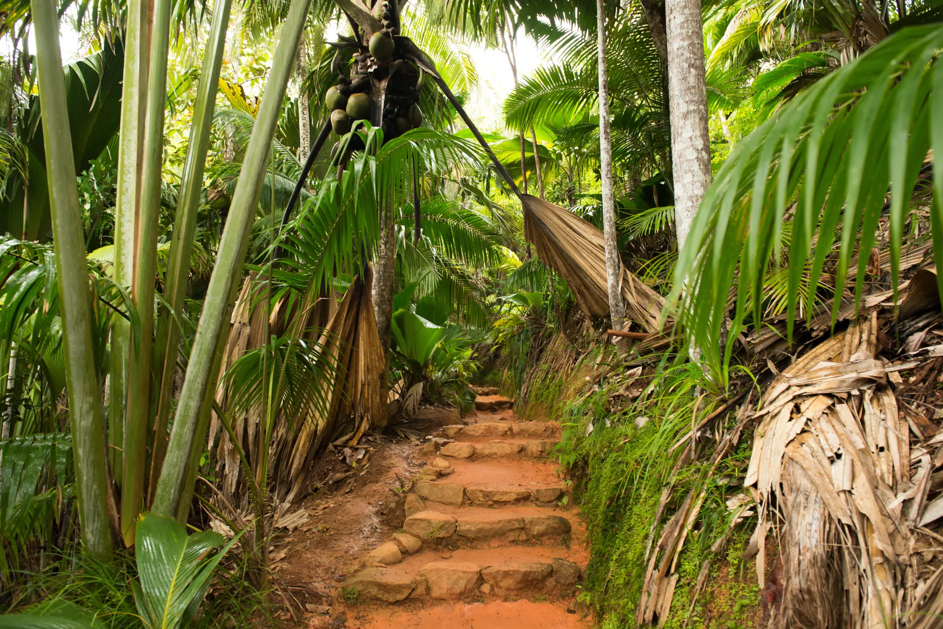 VANDRETURE - Frodige junglelandskaber venter flere steder på at blive udforsket. Her Vallée de Mai-regnskoven på Praslin. 