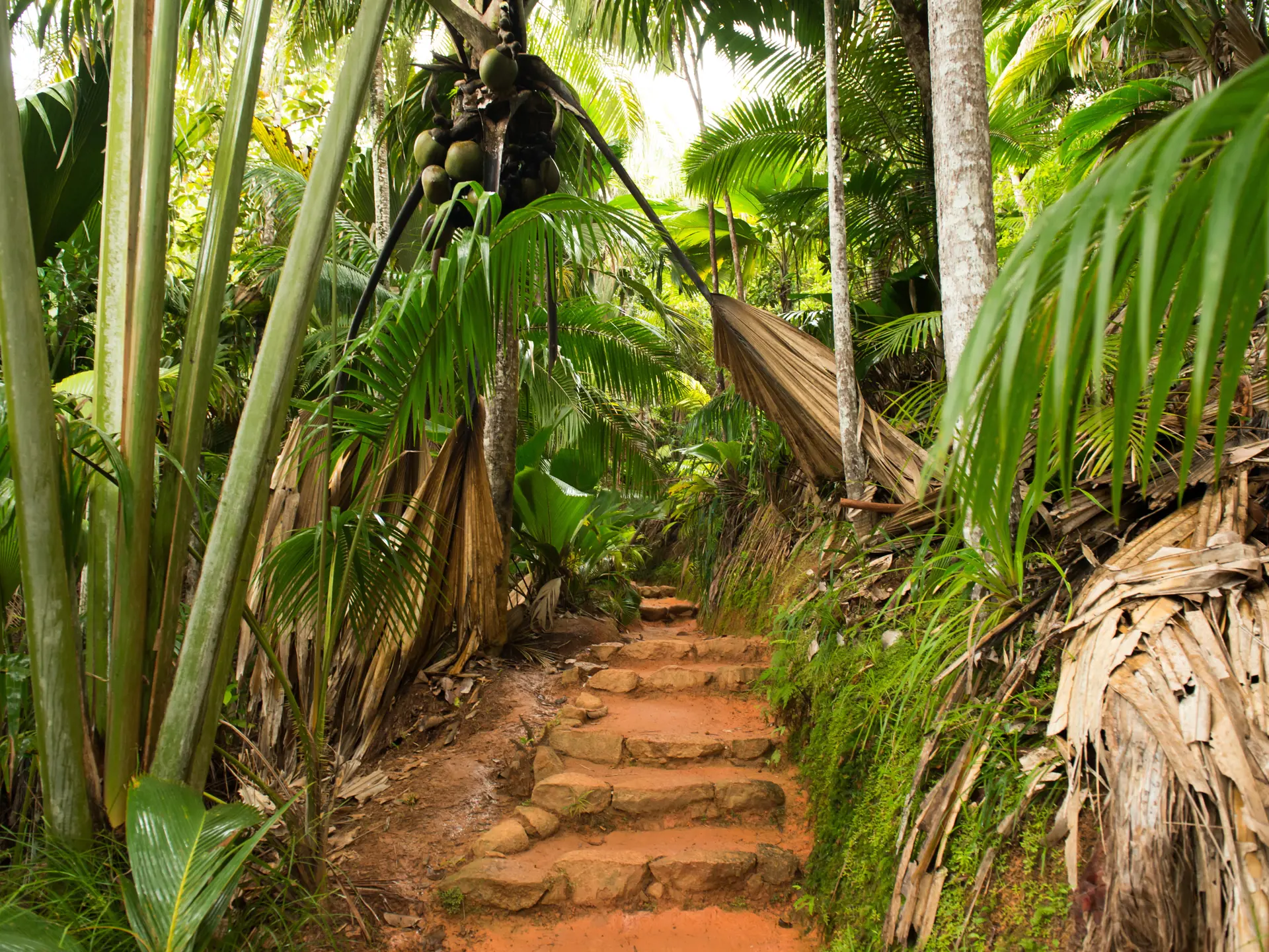 VANDRETURE - Frodige junglelandskaber venter flere steder på at blive udforsket. Her Vallée de Mai-regnskoven på Praslin. 