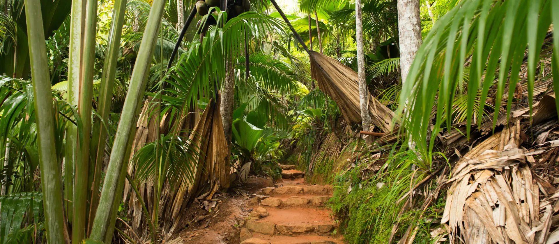 VANDRETURE - Frodige junglelandskaber venter flere steder på at blive udforsket. Her Vallée de Mai-regnskoven på Praslin. 