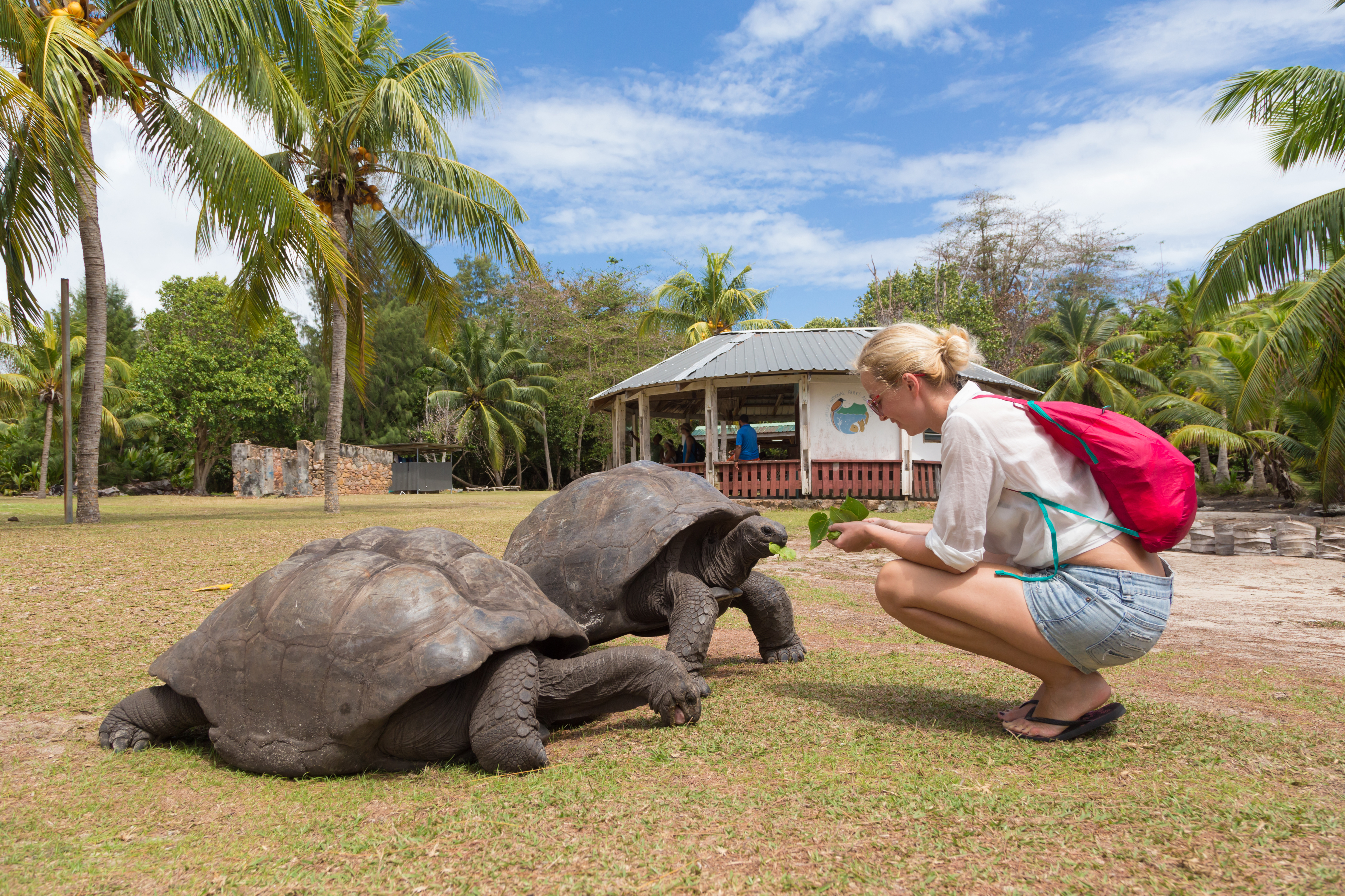 shutterstock_515312467 old Aldabra giant tortoises, Aldabrachelys gigantea, in National Marine Park on Curieuse island, close to Praslin.jpg