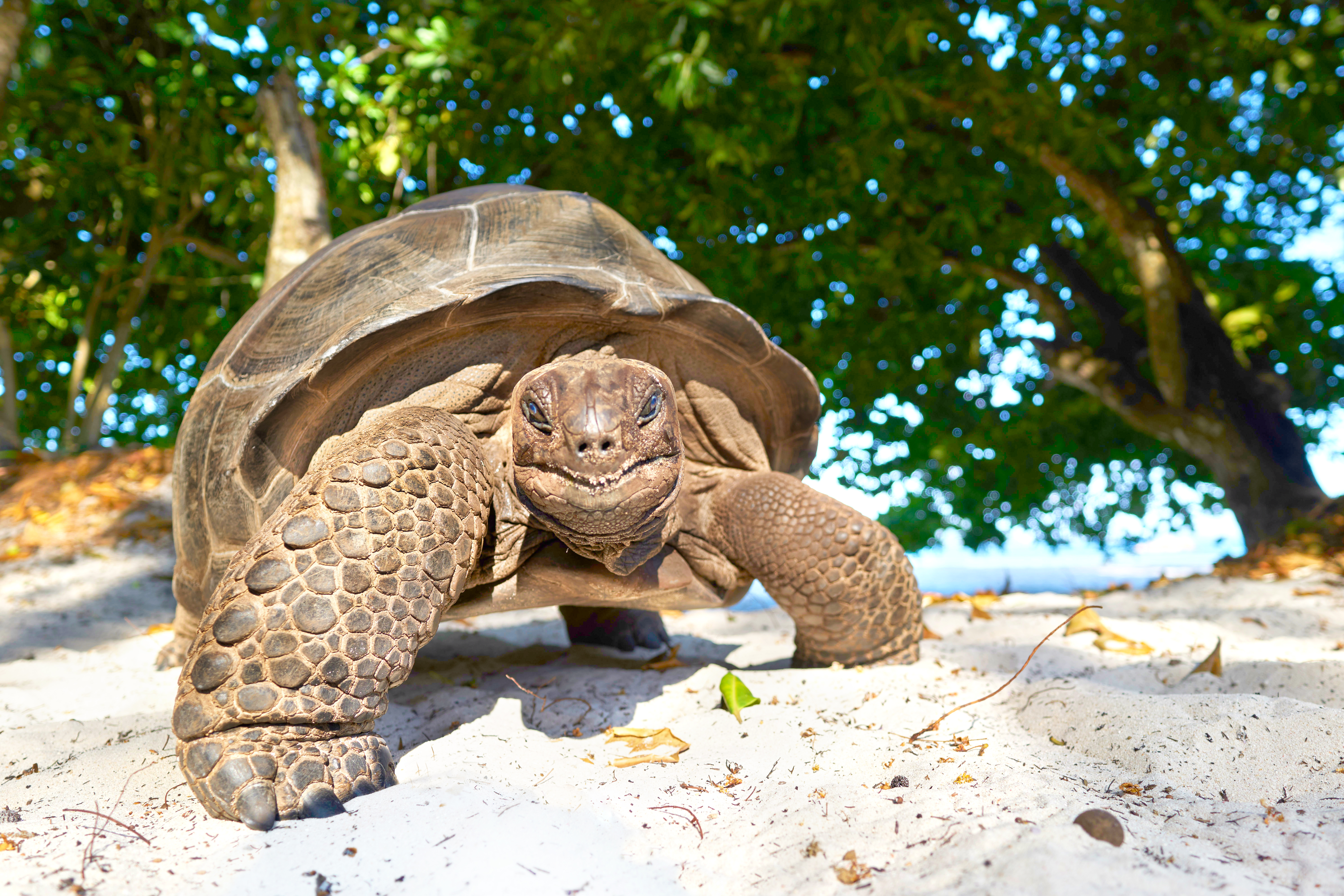 KÆMPESKILDPADDER - Tag til øen "Ile de Curieuse" lidt nord for Praslin og mød de enorme Aldabra-skildpadder, der bliver op til 150 år.