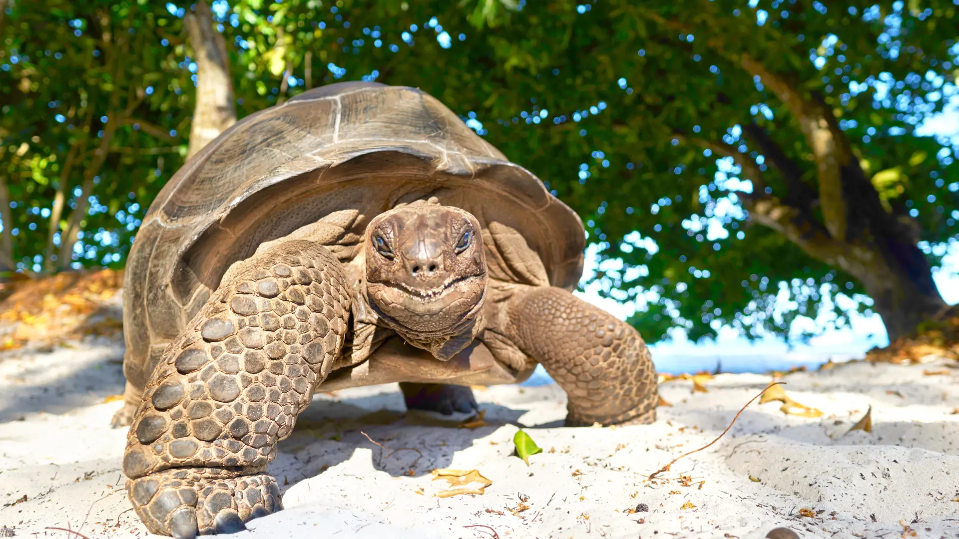 KÆMPESKILDPADDER - Tag til øen "Ile de Curieuse" lidt nord for Praslin og mød de enorme Aldabra-skildpadder, der bliver op til 150 år.