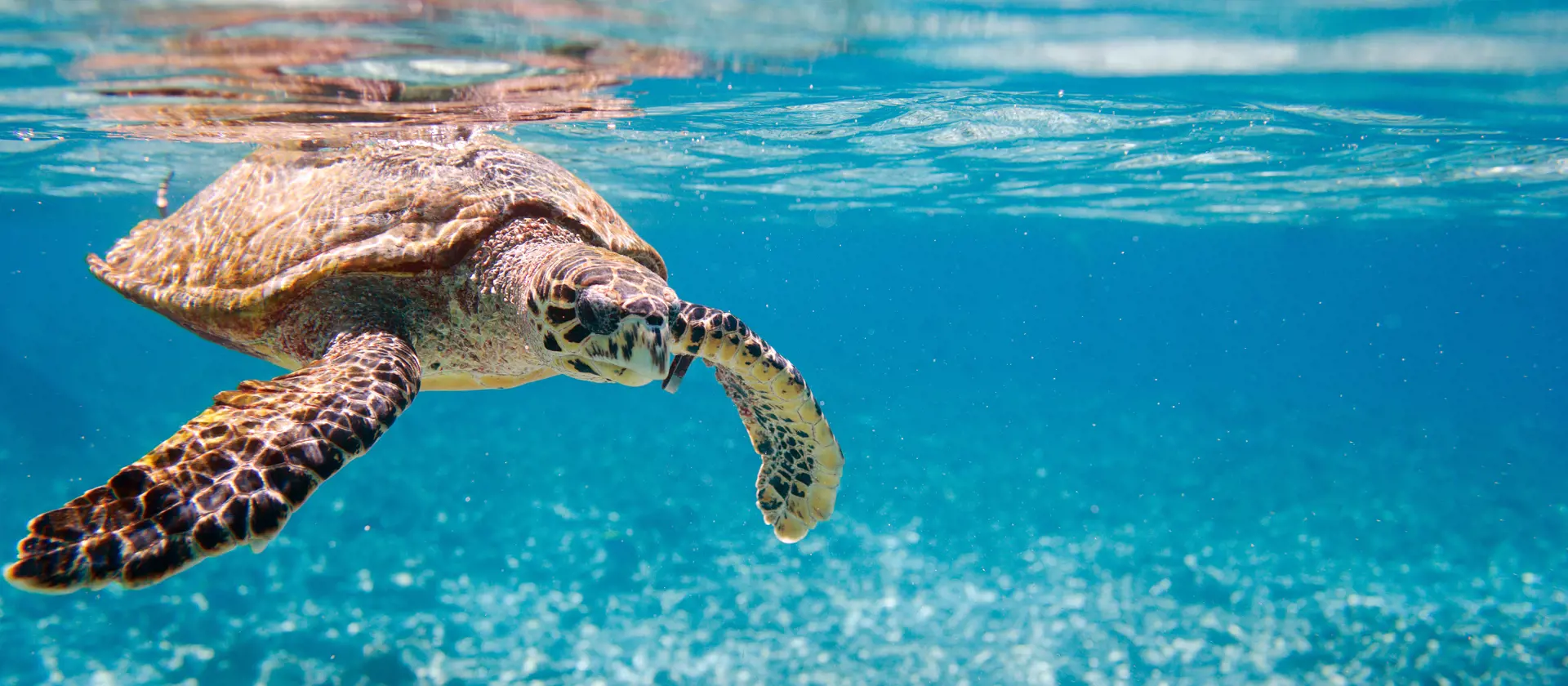 HAVSKILDPADDER - Det er en stor oplevelse at støde på en af de store havskildpadder på Seychellerne.