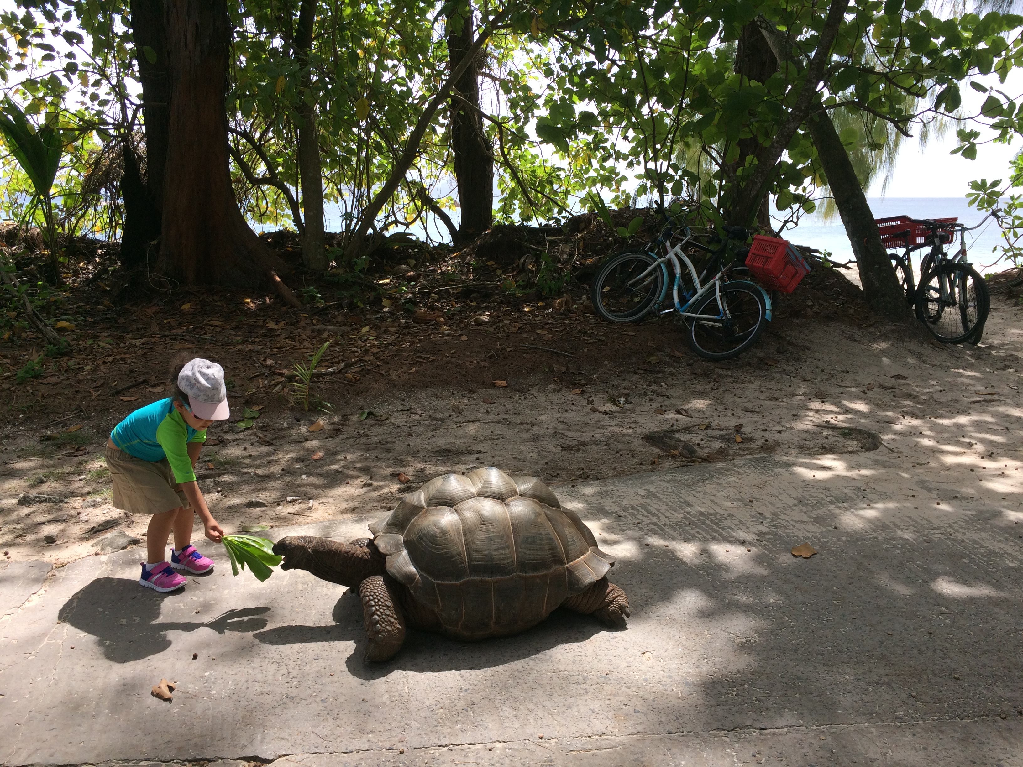 KÆMPESKILDPADDER - "Hej med dig skildpadde. Er du sulten?"