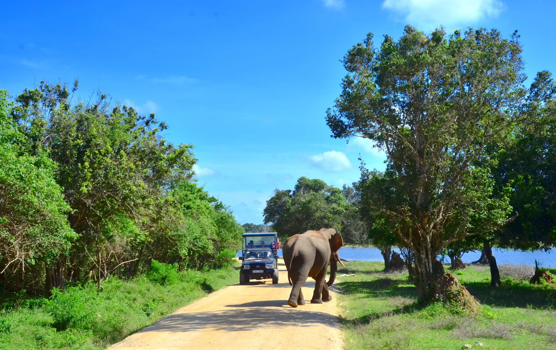ELEFANTER - På en jeepsafari I Yala kan I for eksempel møde de store elefanter.