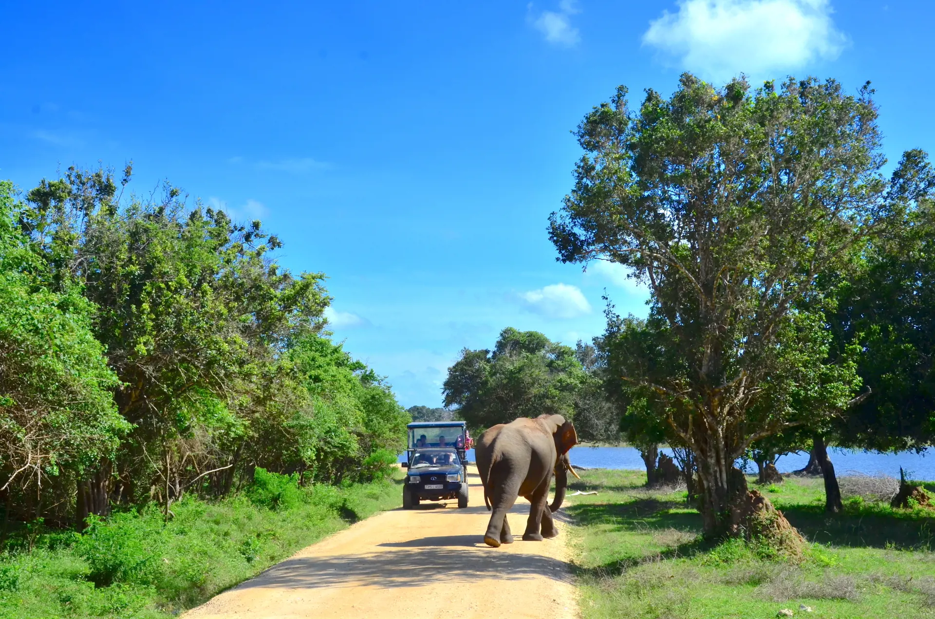 ELEFANTER - På en jeepsafari I Yala kan I for eksempel møde de store elefanter.
