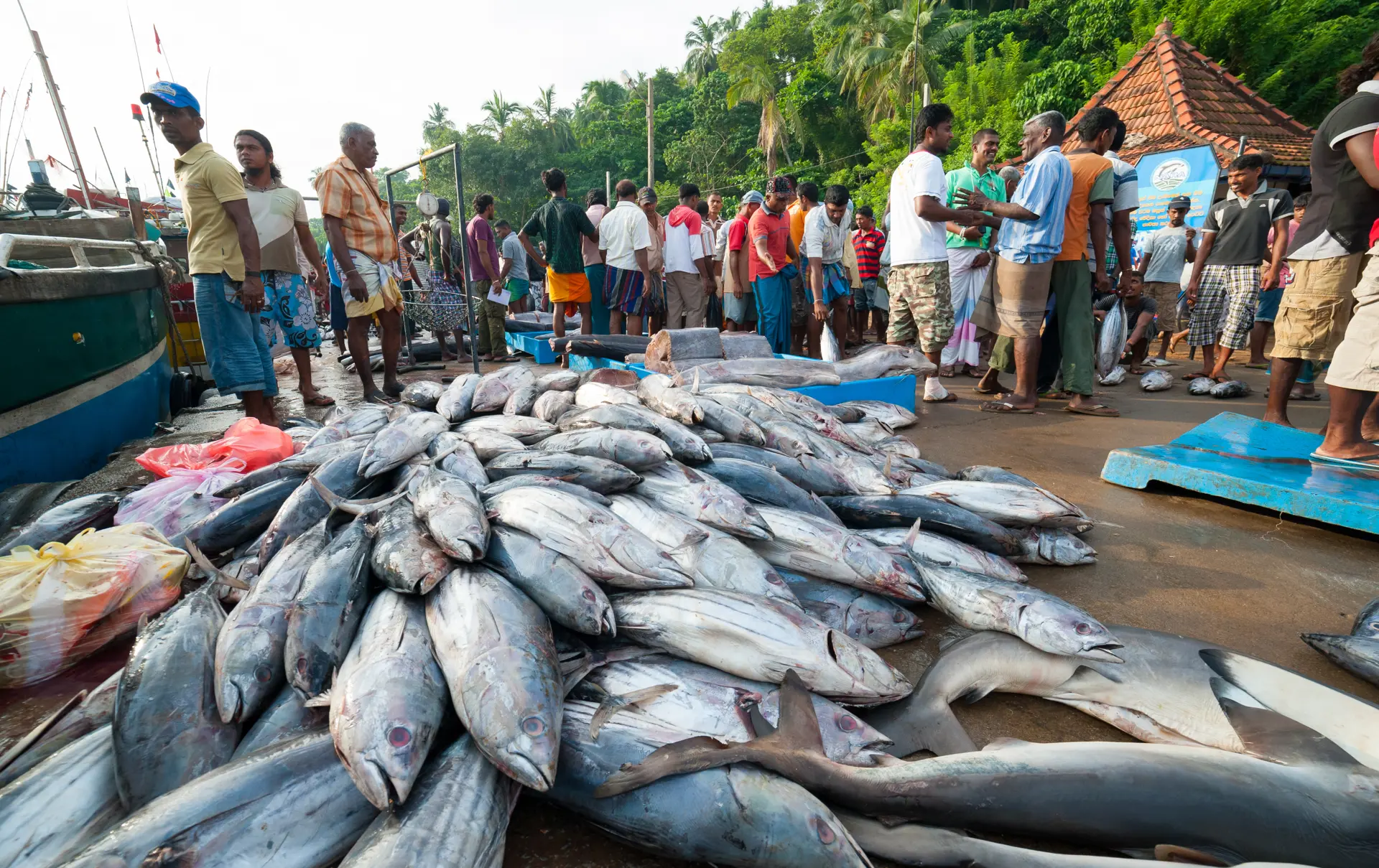 FISKEMARKED - Fiskemarkedet i Mirissa er et yndet udflugtsmål. Her oplever I det lokale liv og møder srilankanerne.