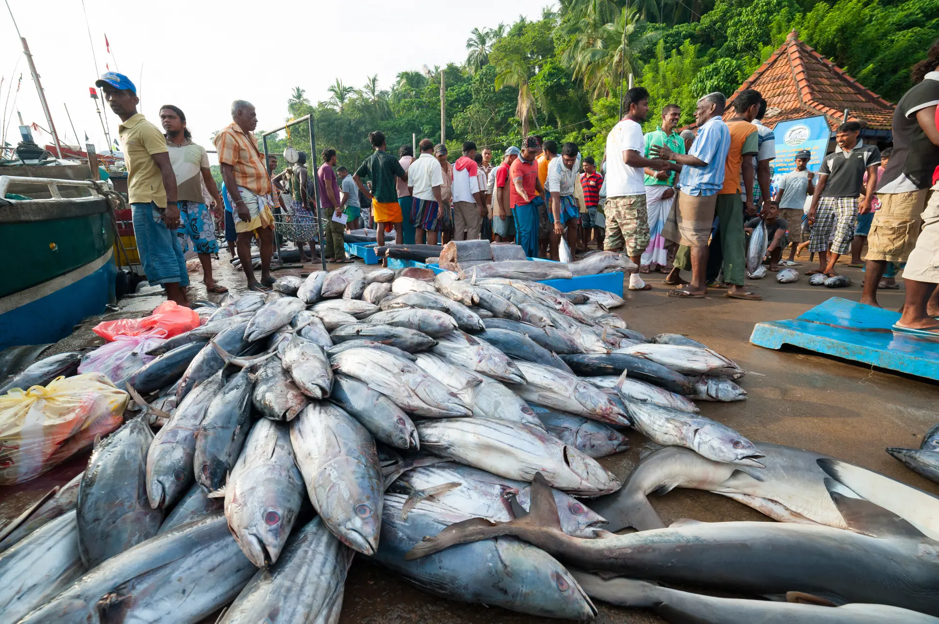 FISKEMARKED - Fiskemarkedet i Mirissa er et yndet udflugtsmål. Her oplever I det lokale liv og møder srilankanerne.