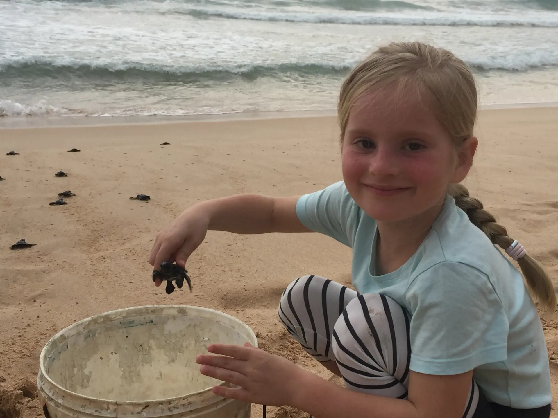 SKILDPADDER - Hjælp de små skildpaddeunger med at tage deres første skridt mod Det Indiske Ocean.