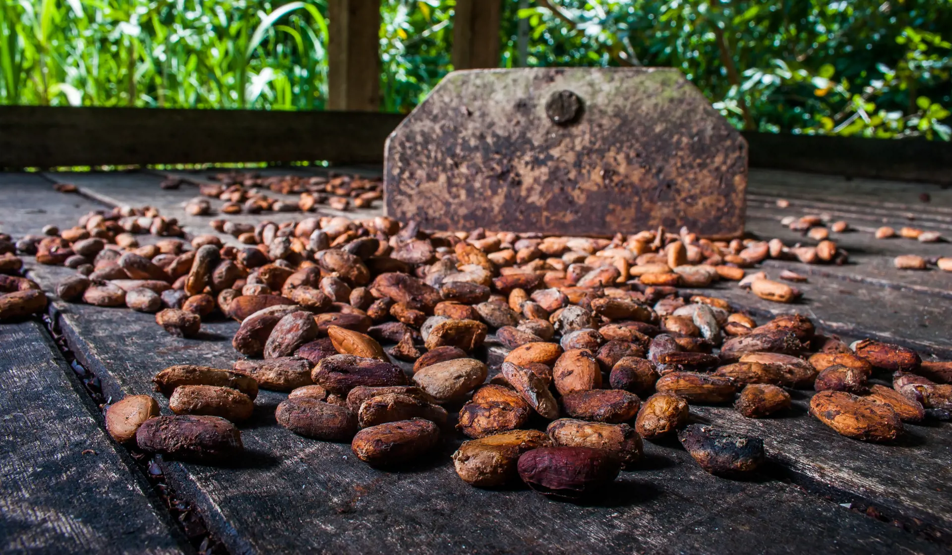 shutterstock_654832933 cocoa beans drying in Baracoa, Cuba.jpg