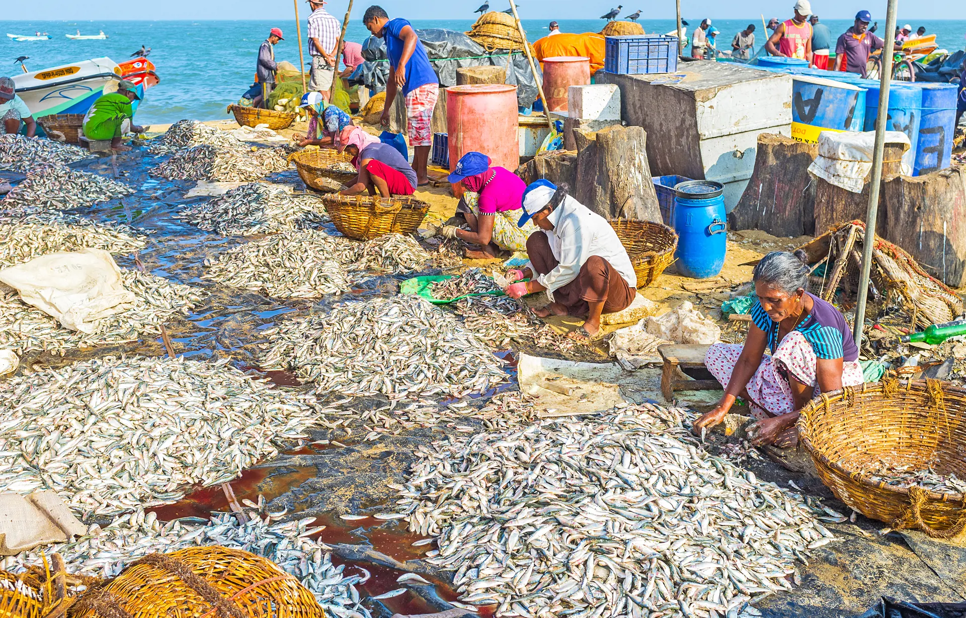 shutterstock_577659298 NEGOMBO, SRI LANKA - NOVEMBER 25, 2016 Workers clean the heaps of anchovies and fold it to baskets, preparing for sale at the market (1).jpg