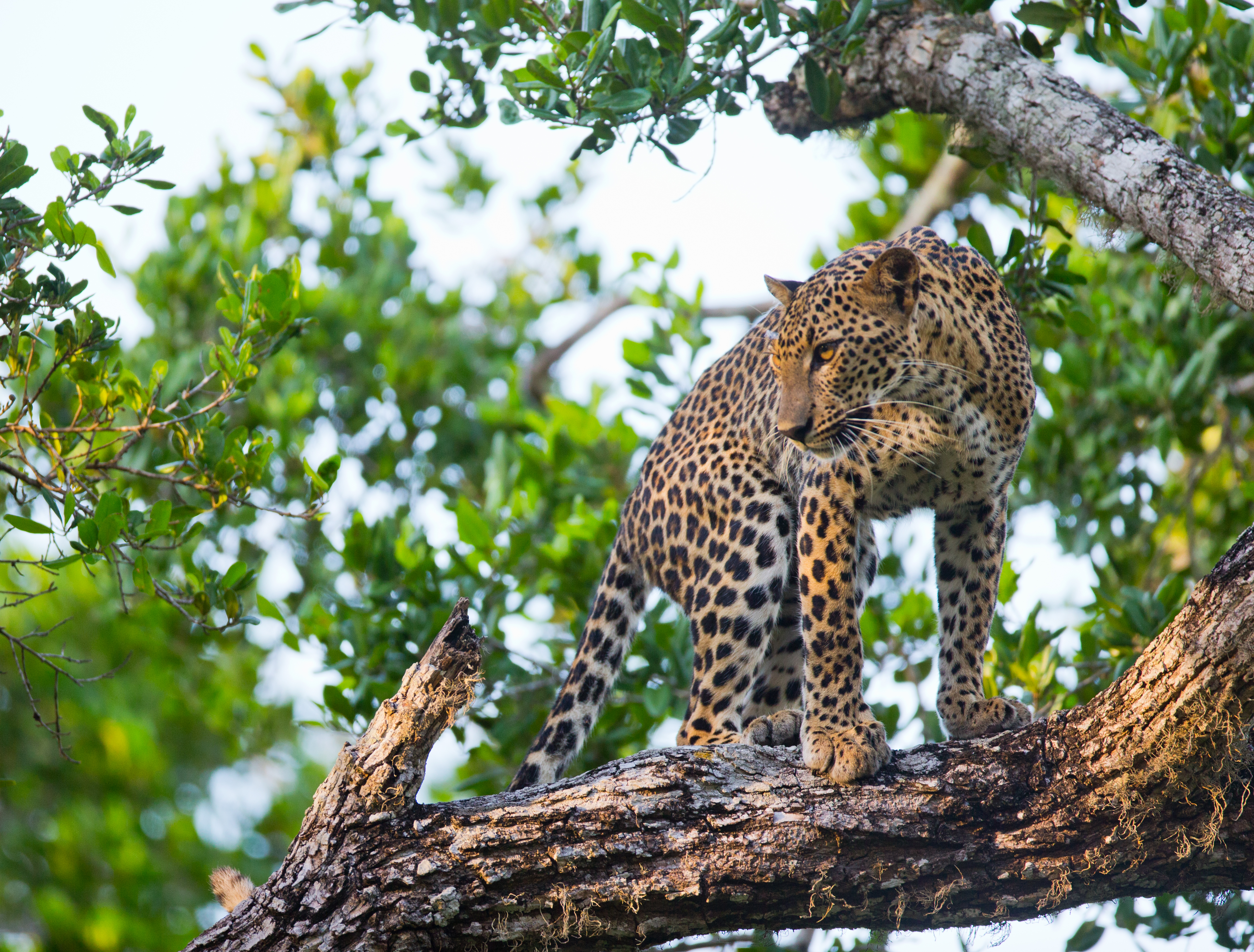 LEOPARDER - I Yala National Park kan I også være heldige at se parkens mest berømte dyr - de smukke leoparder.