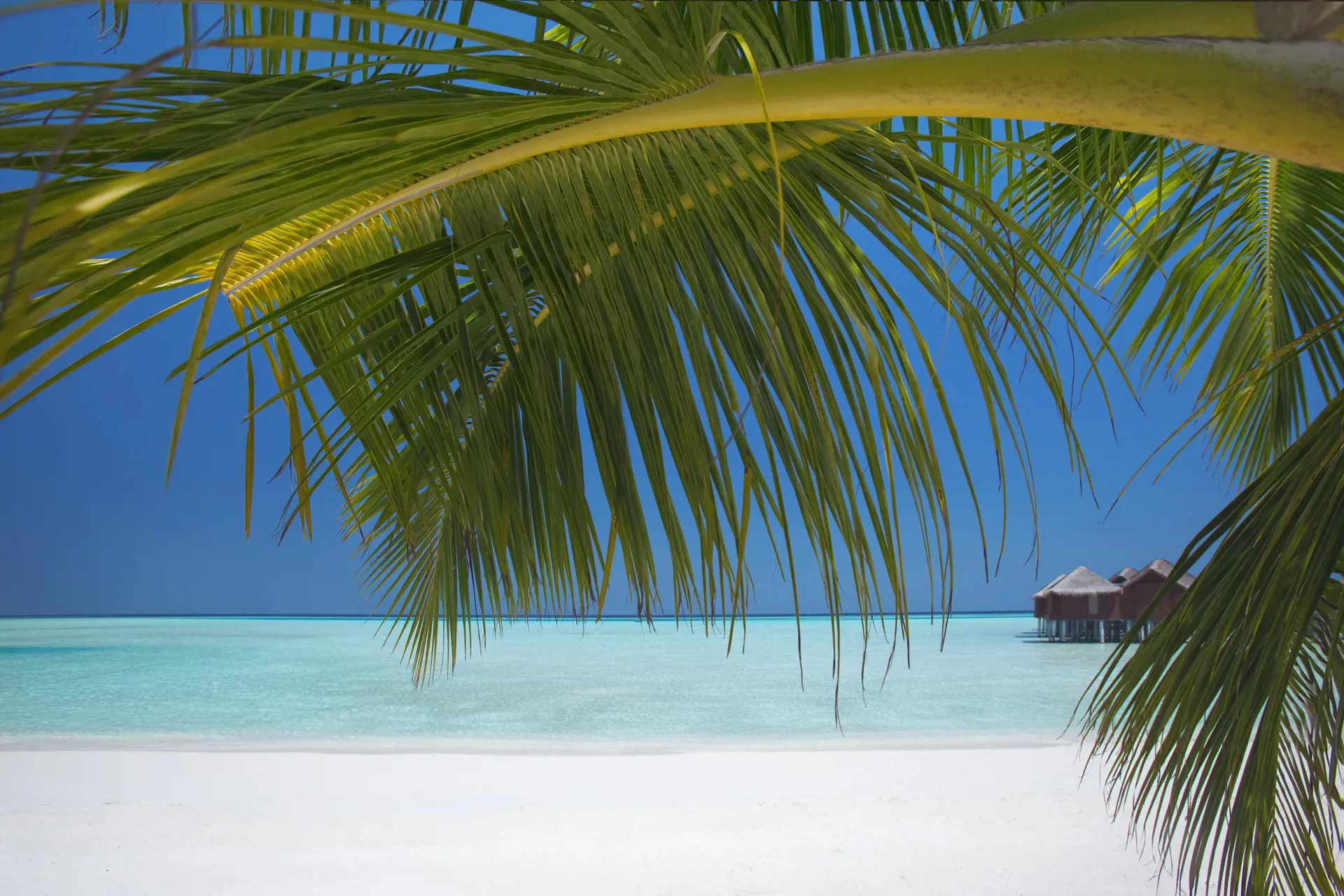 UFORSTYRRET - Lad batterierne op på den dejlige, uforstyrrede strand. Nyd udsigten over havet fra skyggen under en palme.