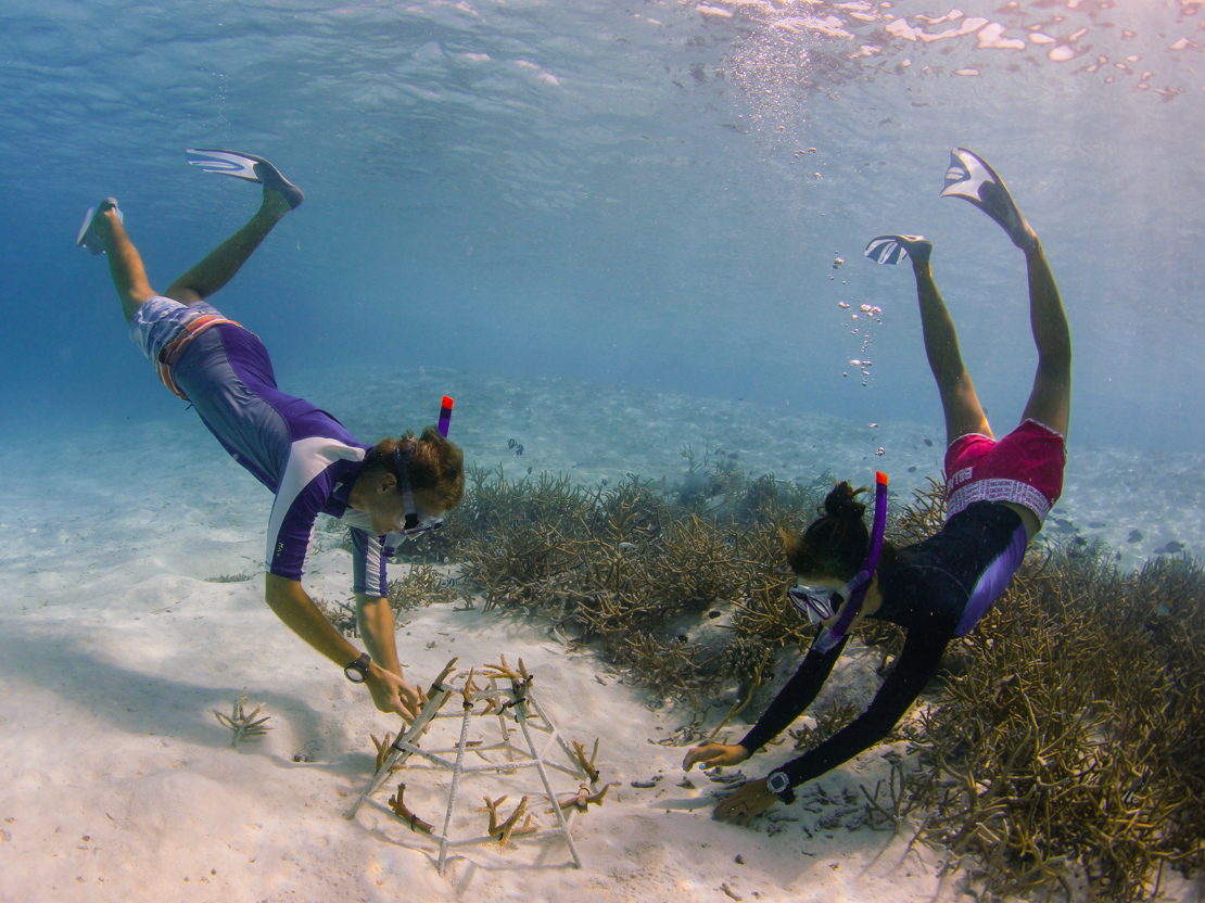 KORALPLANTNING - Anantara er med i et ambitiøst Coral Adoption Programme, hvor der "plantes" koraler for at passe godt på livet under vandet.