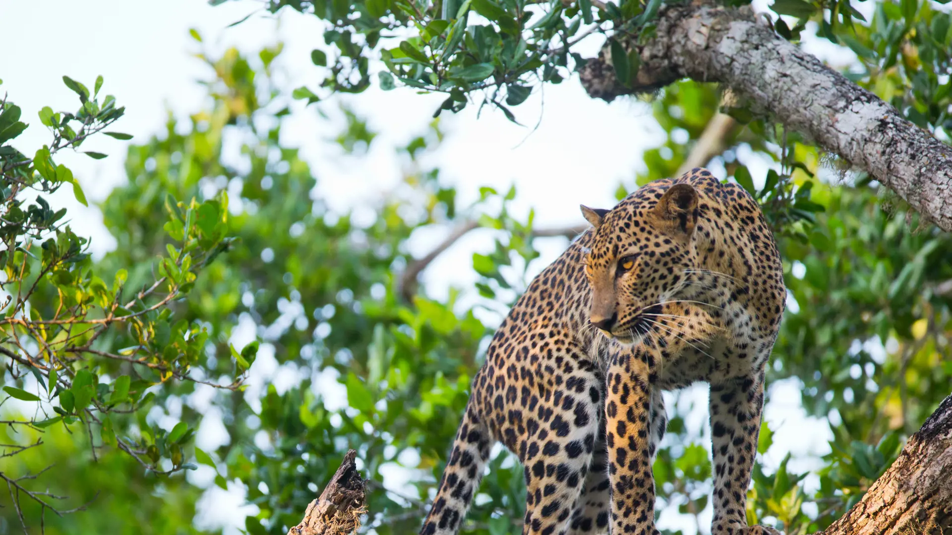 DYRELIV - På Sri Lanka kan I tage på udflugter til Yala og komme på udkig efter leoparder. 