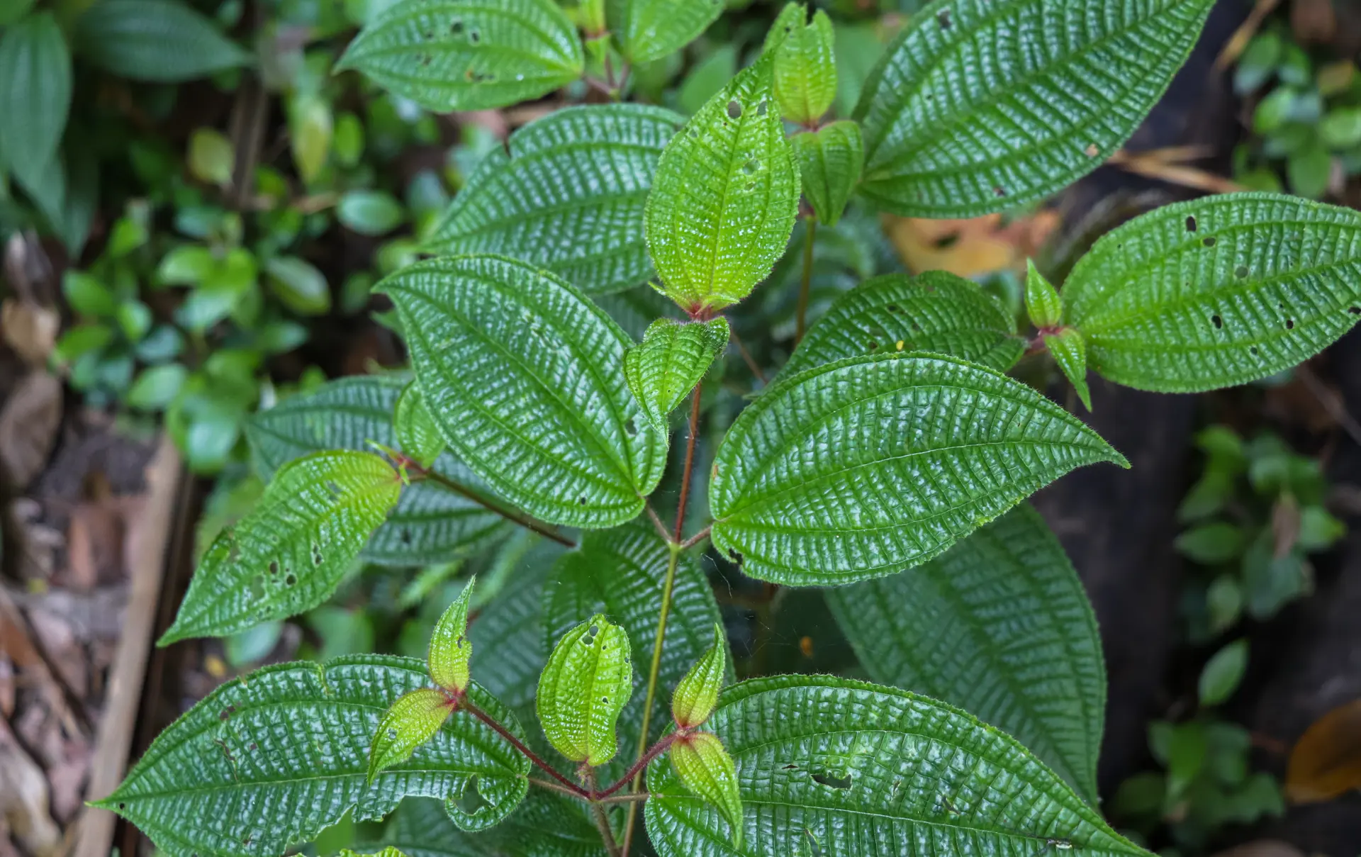 shutterstock_741781051 dans gallas.jpg