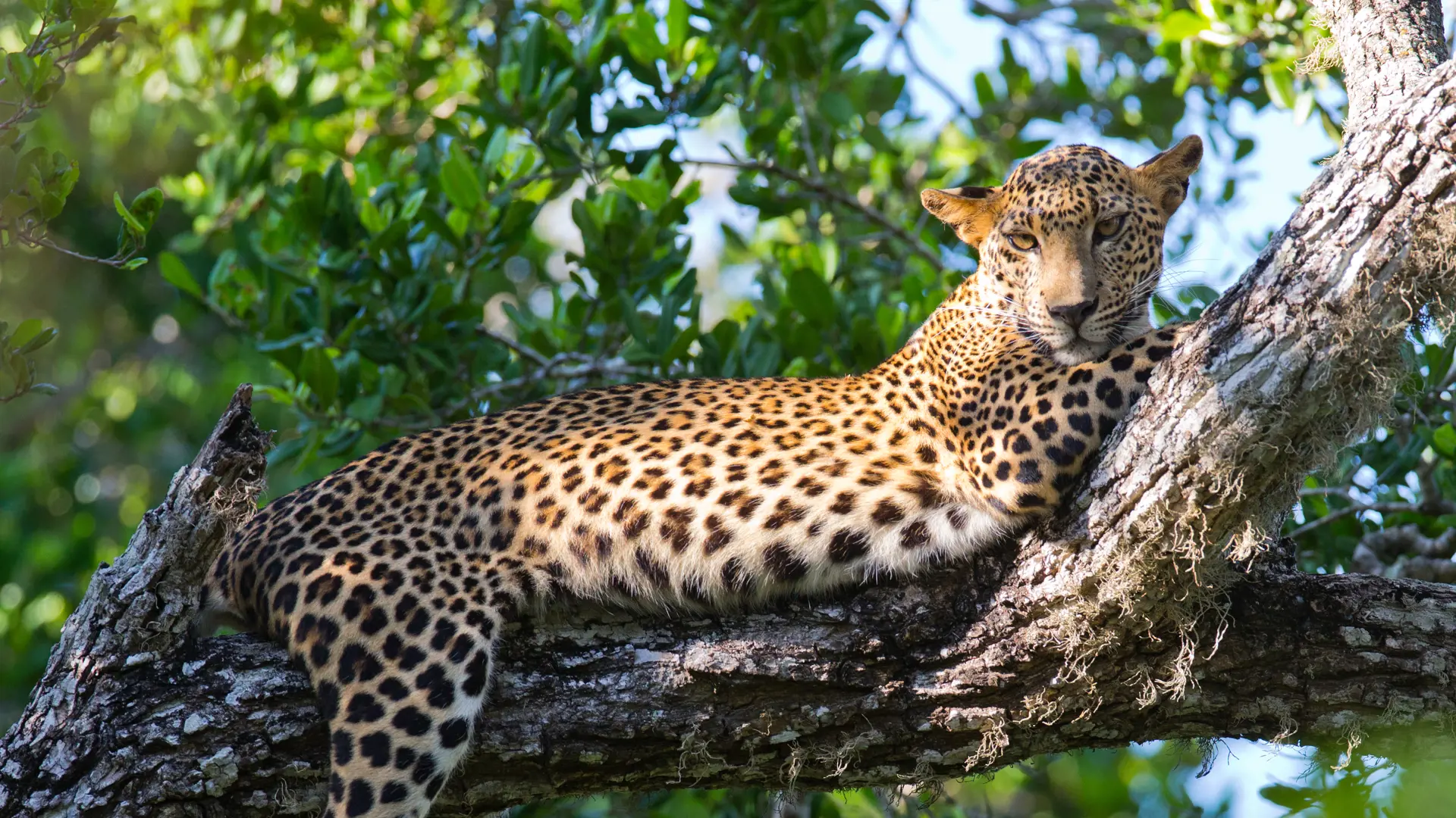 DYRELIV - I Wilpattu nationalparken kan I være heldige at se den smukke, men sky, leopard. 