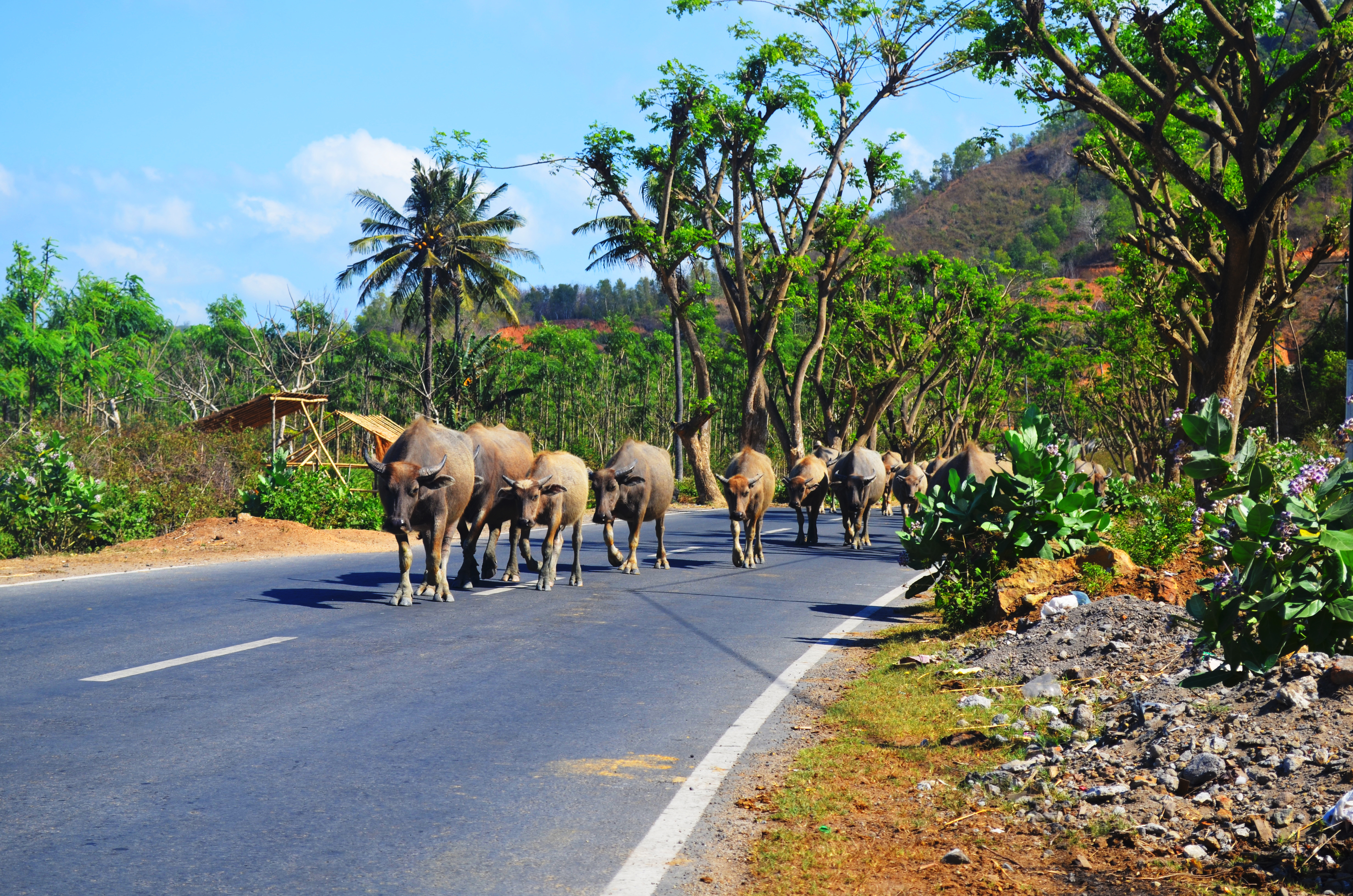 Shutterstock 562621648 (Indonesia Lombok Island, Water Buffalo)