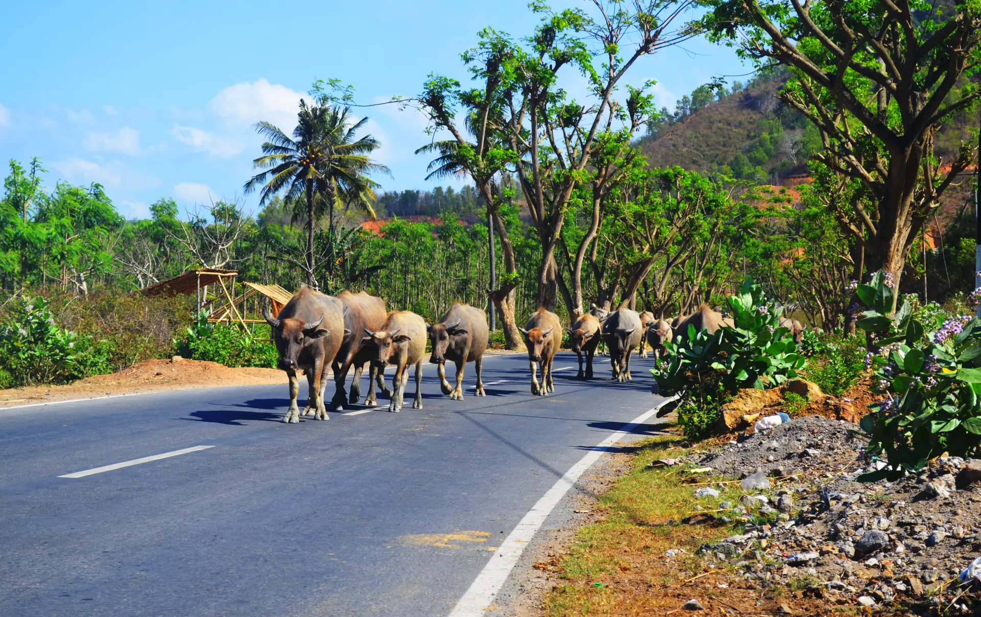 Shutterstock 562621648 (Indonesia Lombok Island, Water Buffalo)