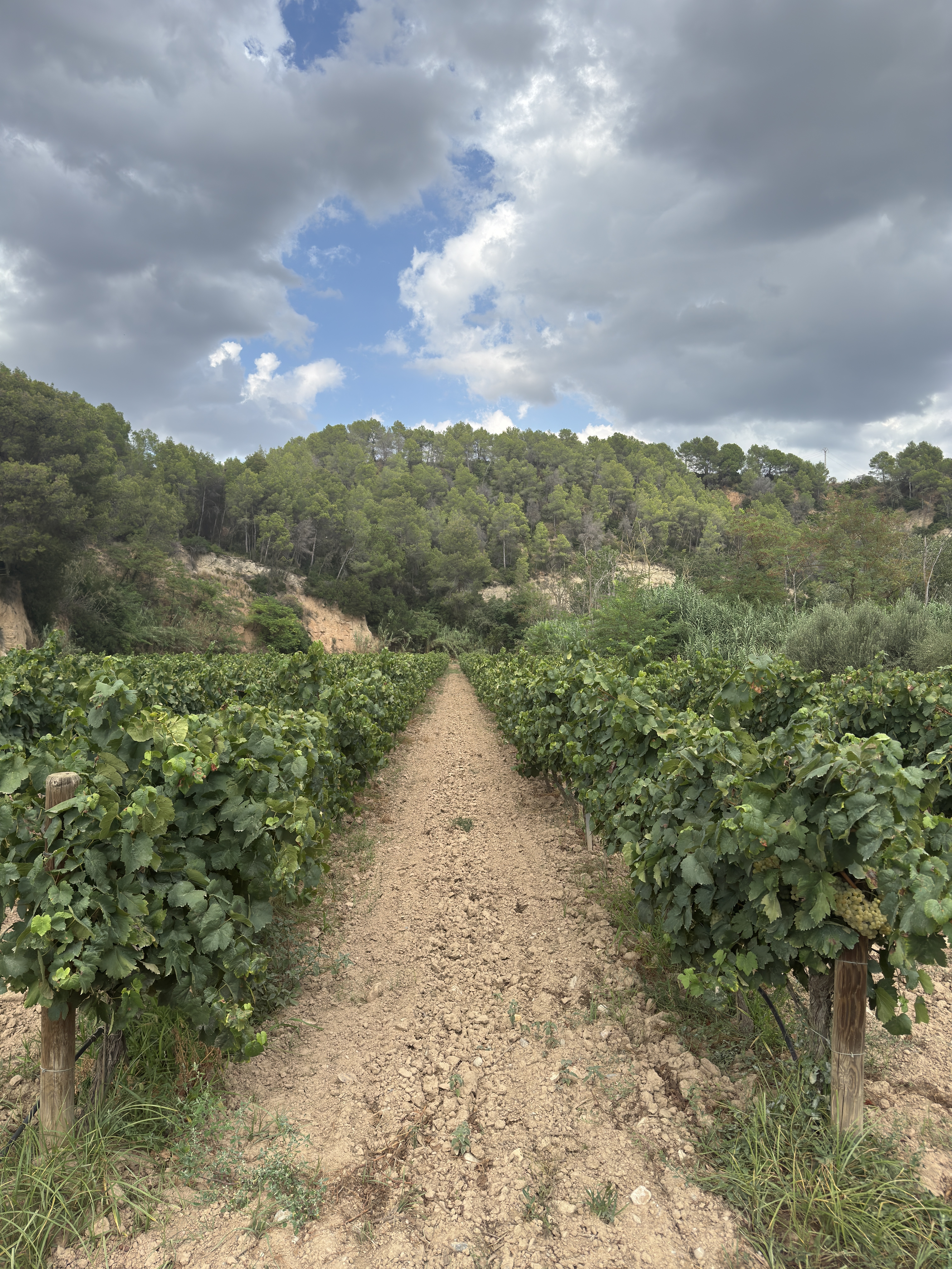 Penedès Spanien Shutterstock 2682044685
