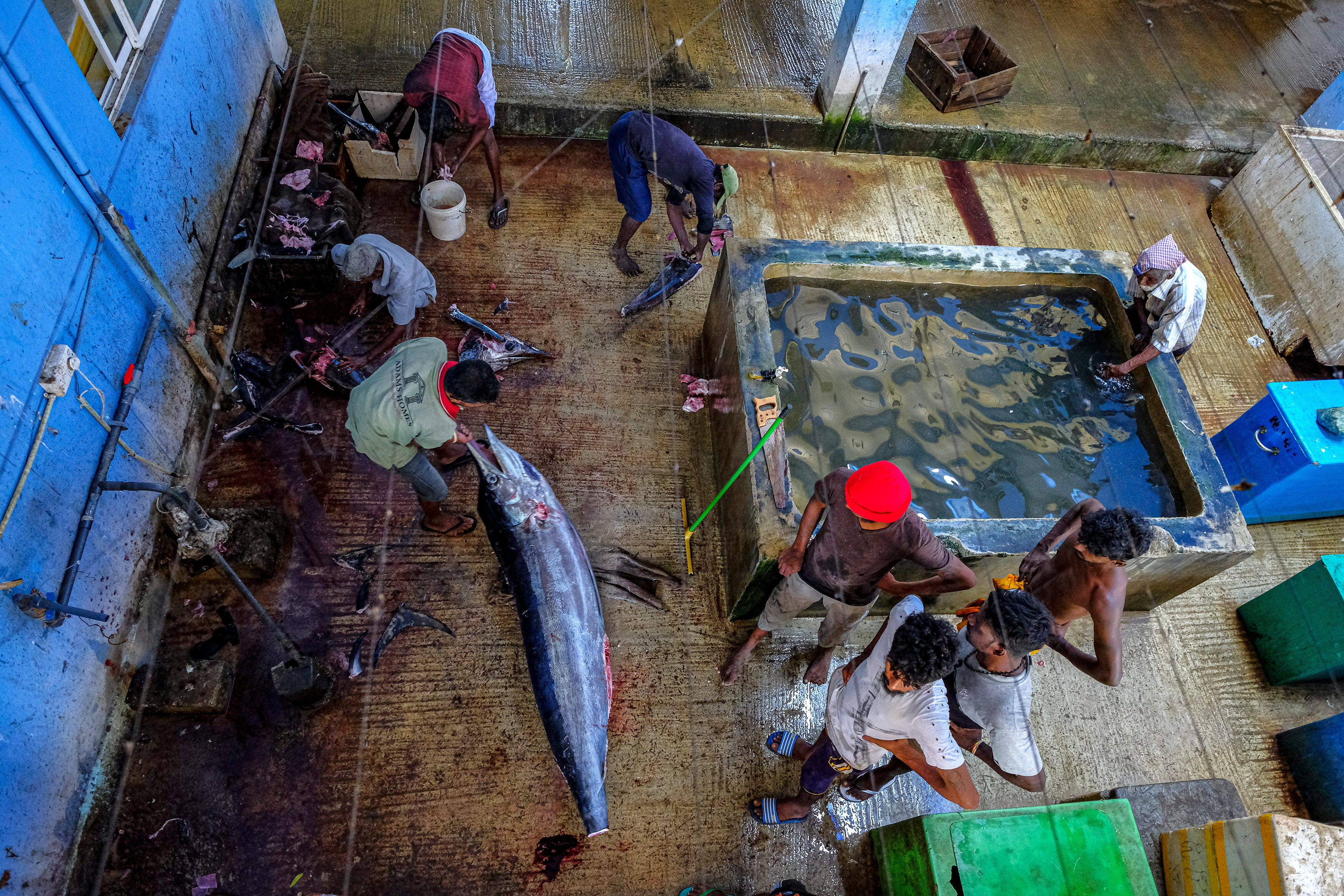 Shutterstock 1648962556 Trincomalee, Sri Lanka February 2020 Men Cutting A Swordfish At The Trincomalee Market On February 16, 2020 In Trincomalee, Sri Lanka.