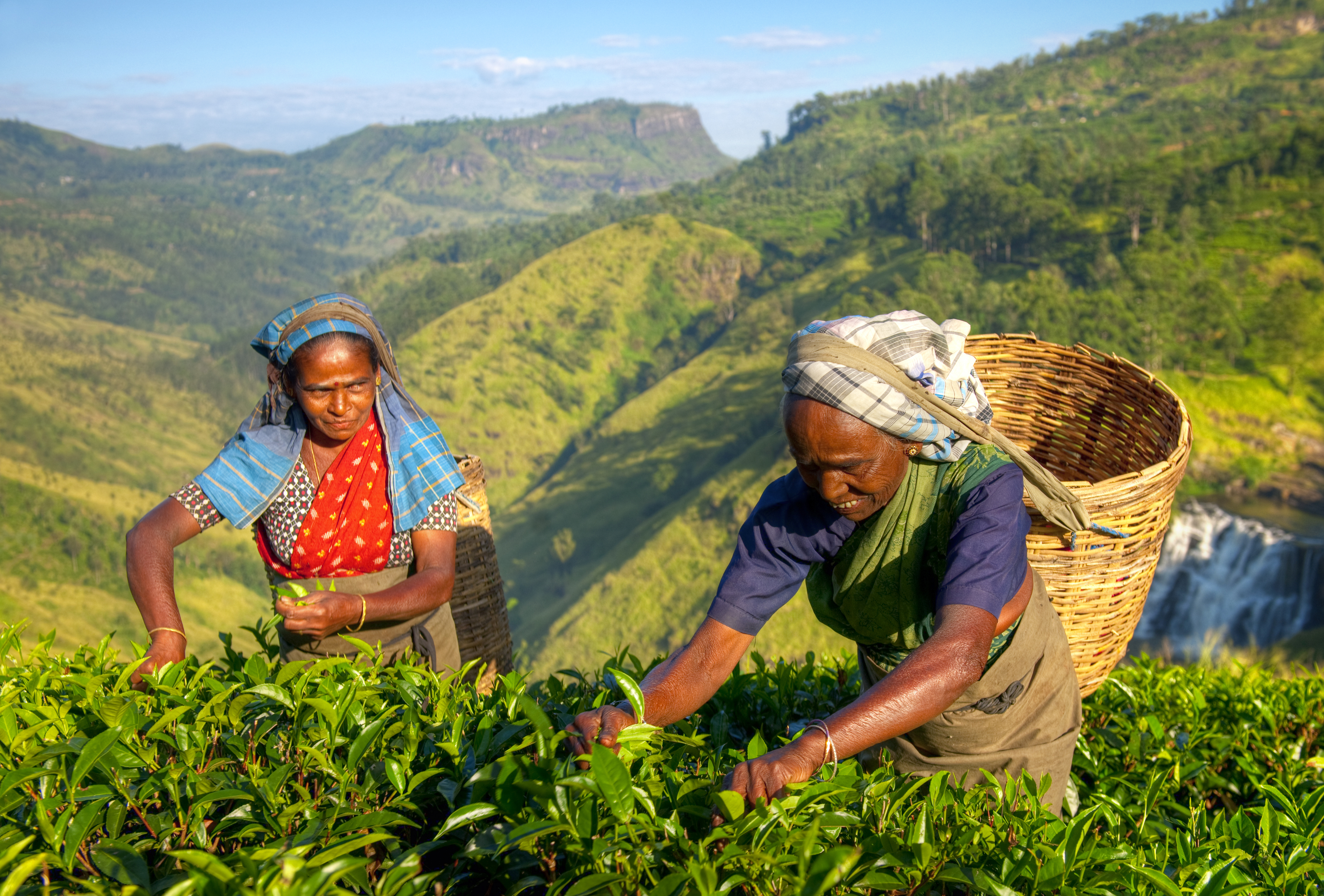 Female Tea Pickers In Plantage, Sri Lanka