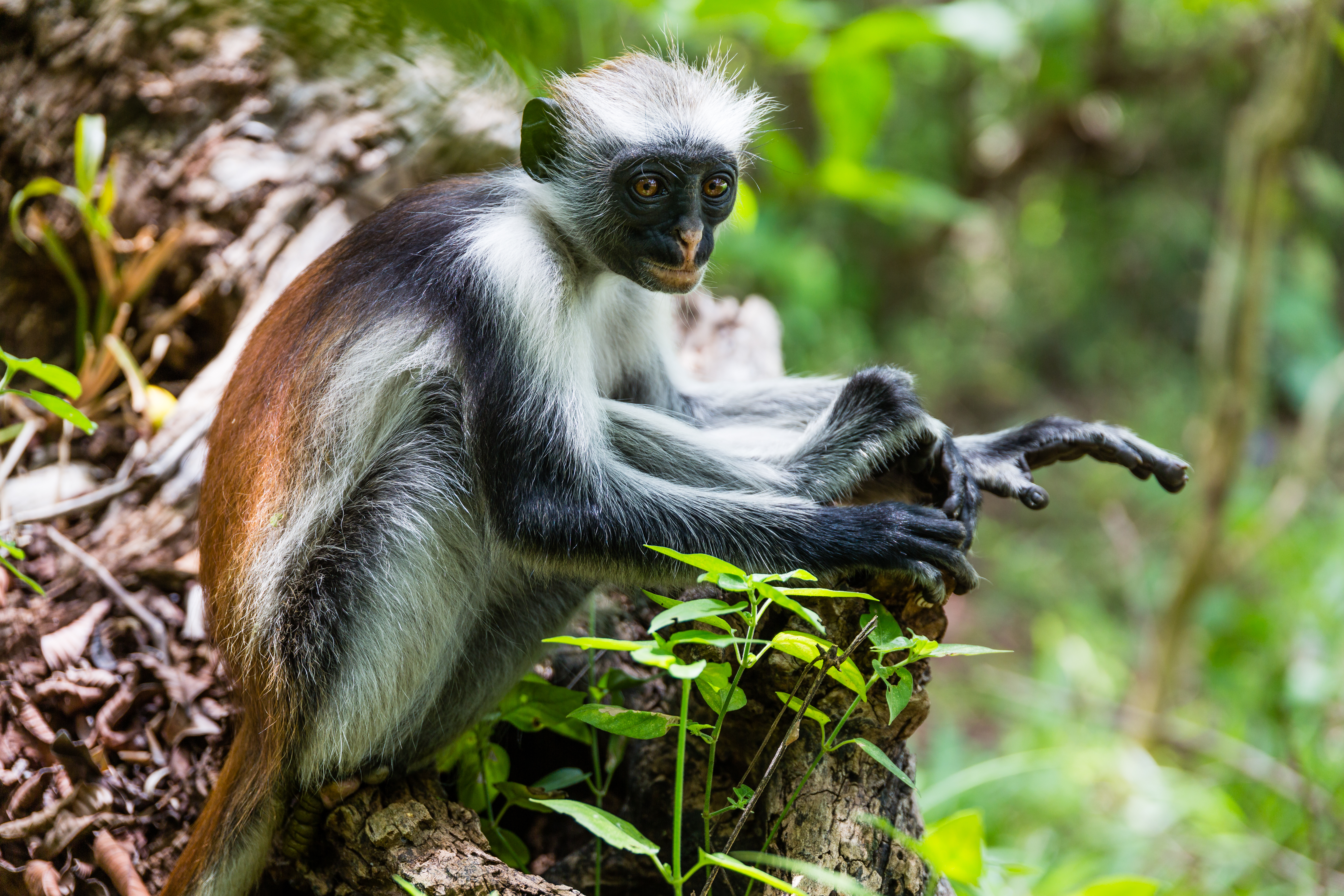 Shutterstock 1899486847 Red Colobus Monkey Taken In Jozani Chwaka Bay National Park On Zanzibar Island (TZ)