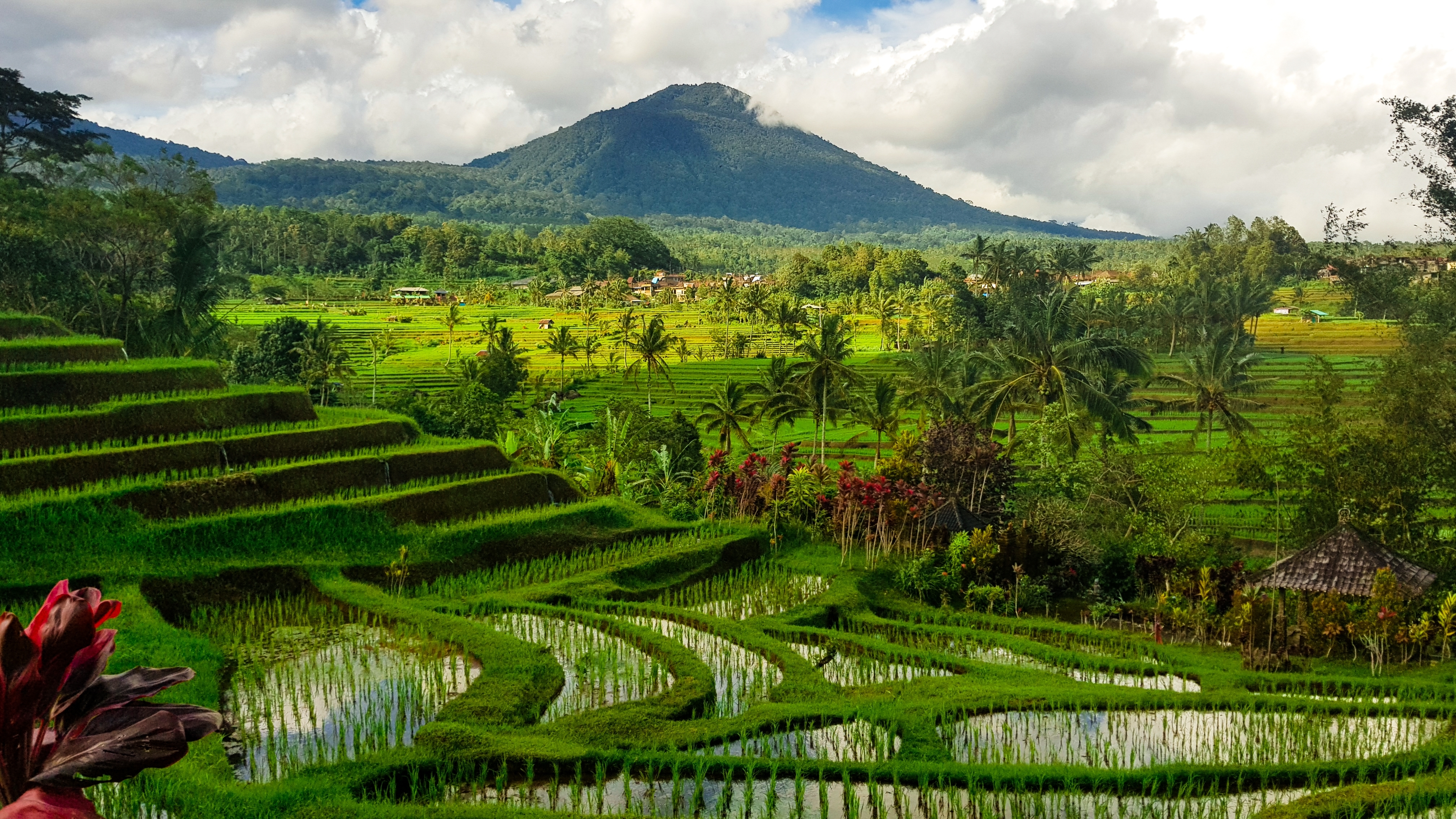Jatiluwih Bali Shutterstock 2288114319