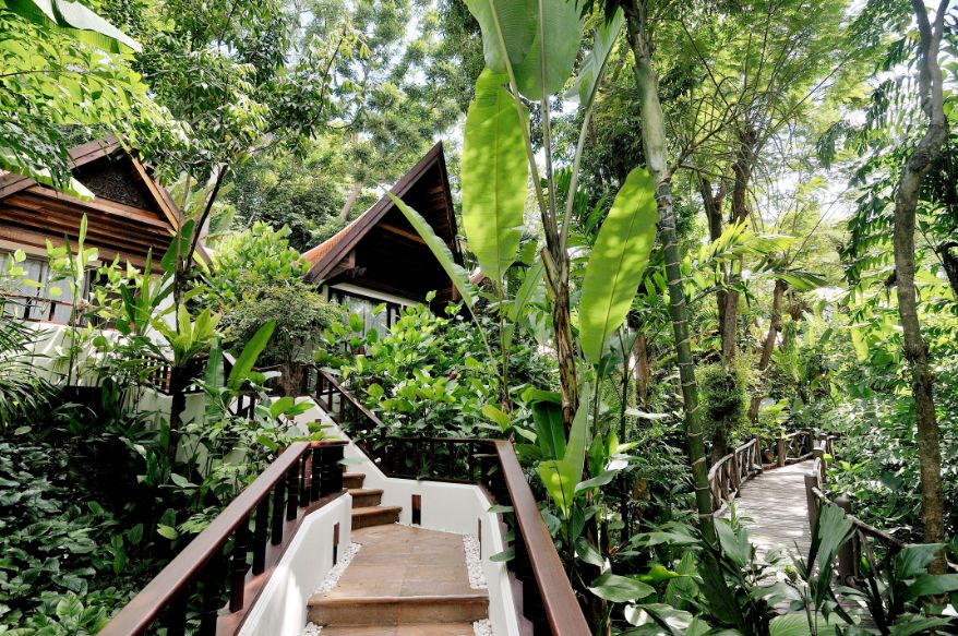 Jungle View 02