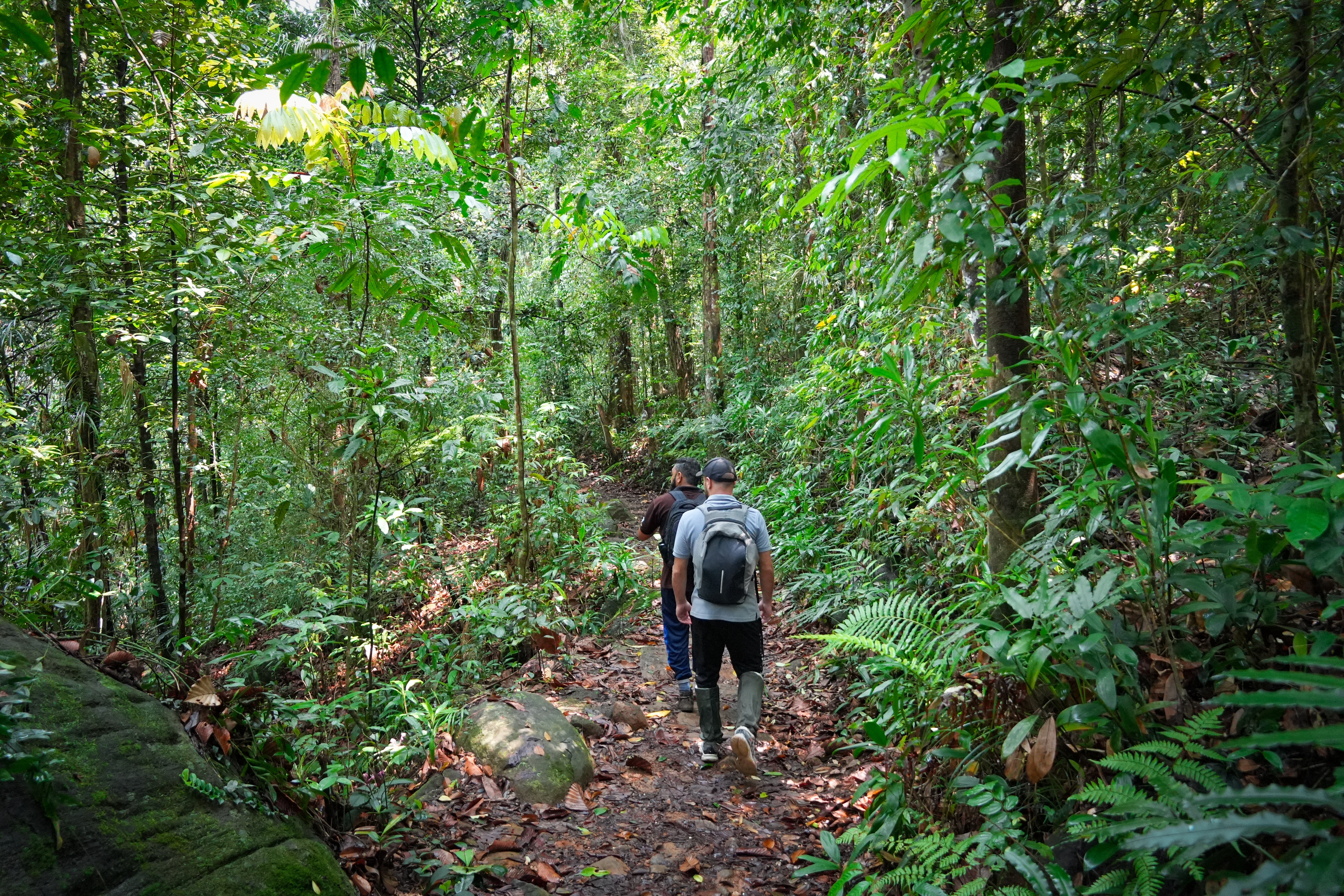 Shutterstock 2514722607 (Sinharaja Regnskov I Sri Lanka Midt I Junglen!)