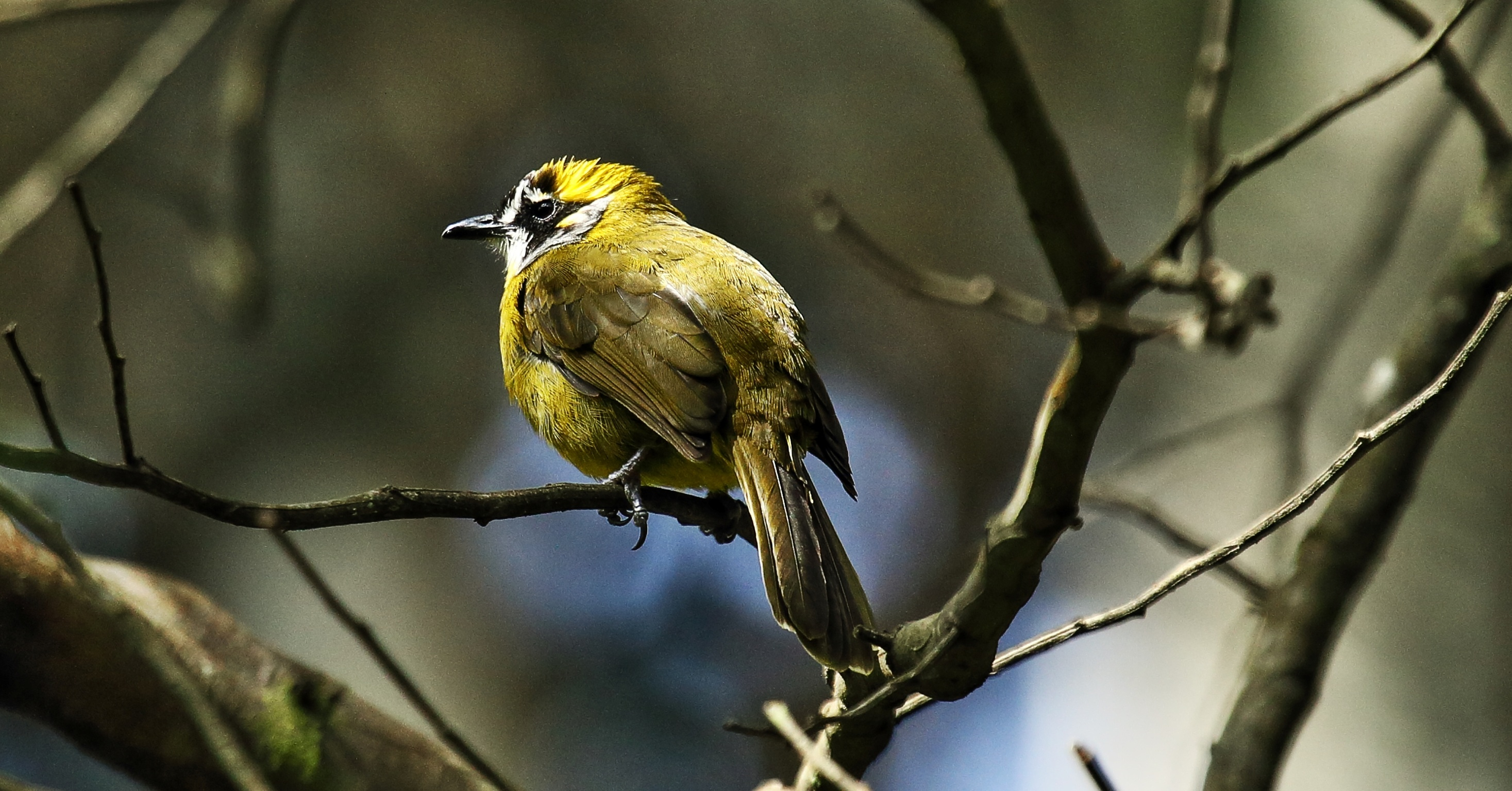 Shutterstock 1509412199 (A Yellow Eared Bulbul In Nuwara Eliya, Sri Lanka)
