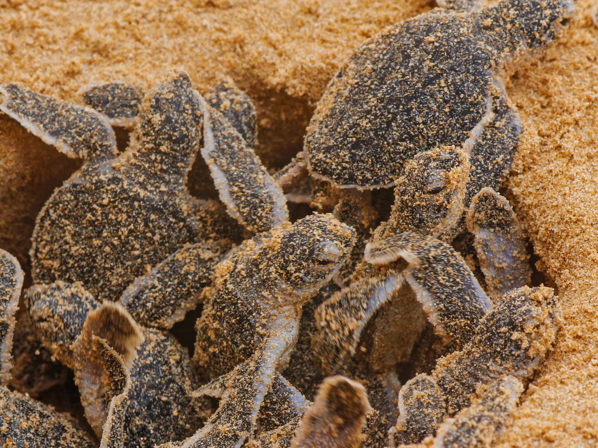 Shutterstock 1886437612 (Turtle Center Ved Tangalle)