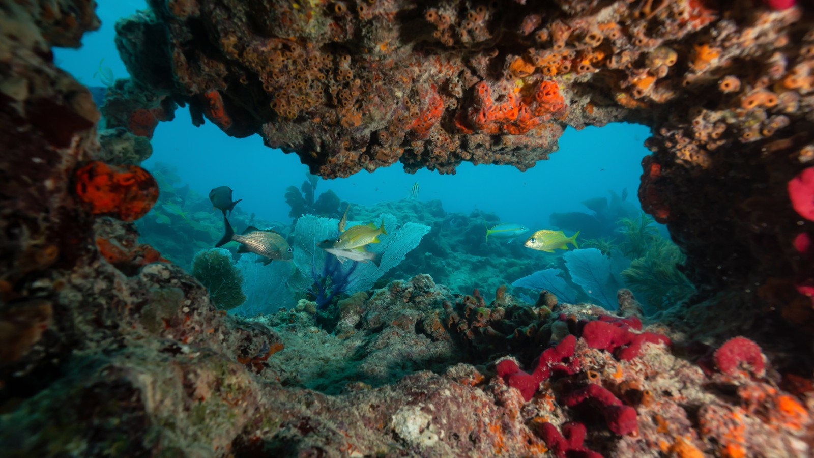 Snorling Ved Key West Florida Usa