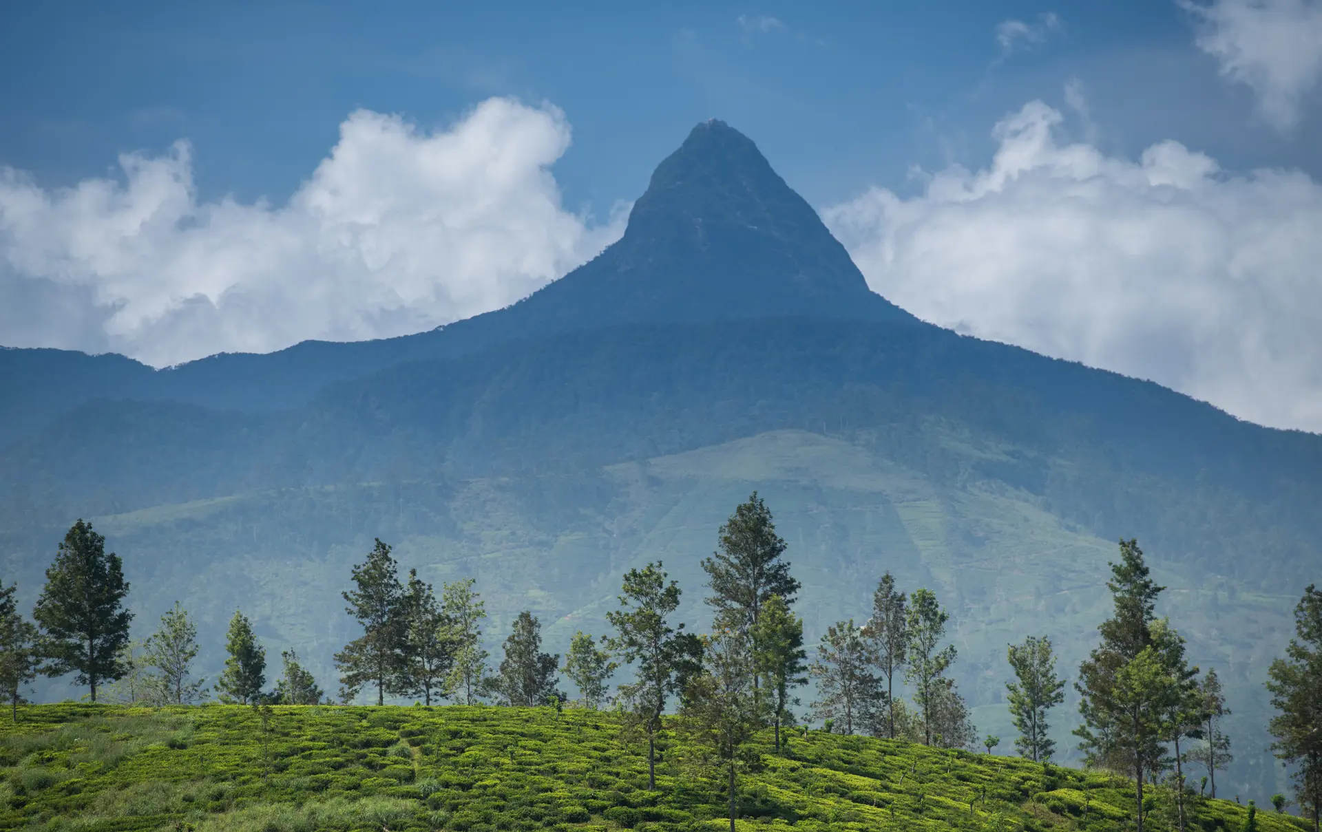 Adobestock 290804520