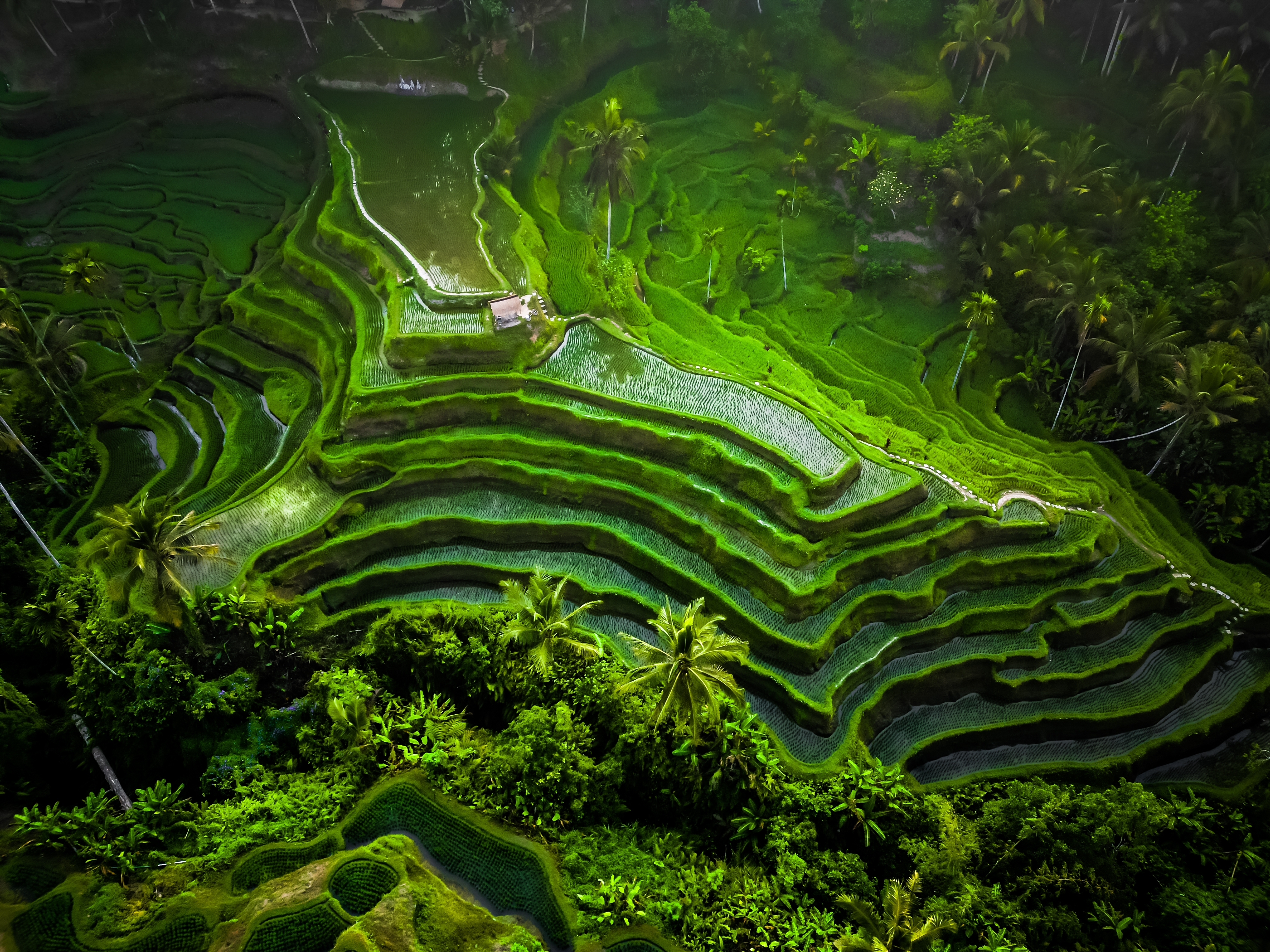 Tegallalang Bali Shutterstock 2380793789