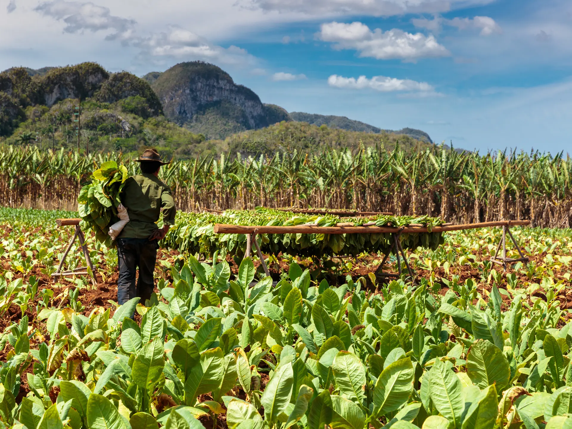 Shutterstock 322728248 Tobacco Plantation In The Vinales Valley, North Of Cuba
