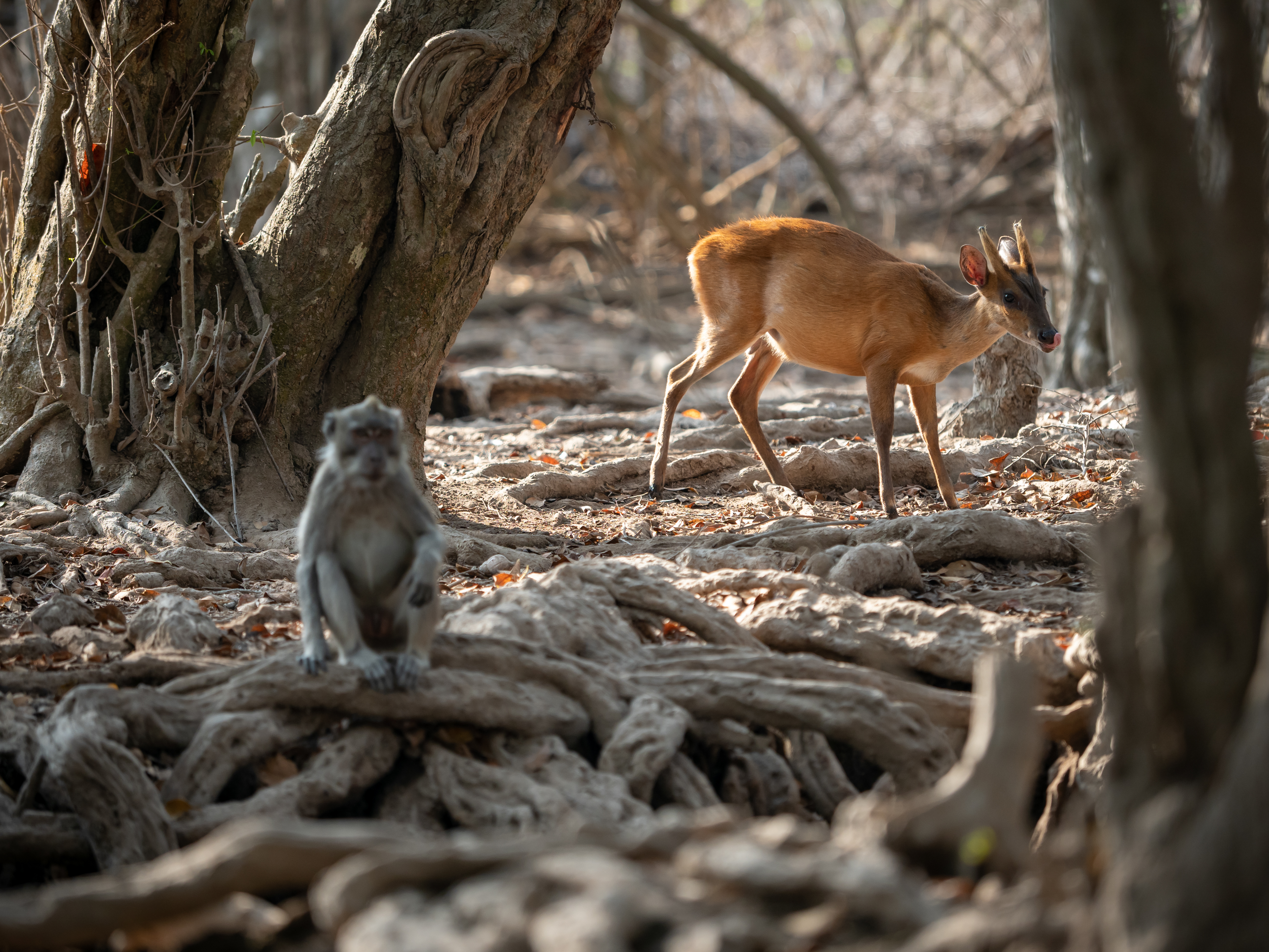 Shutterstock 1646982859