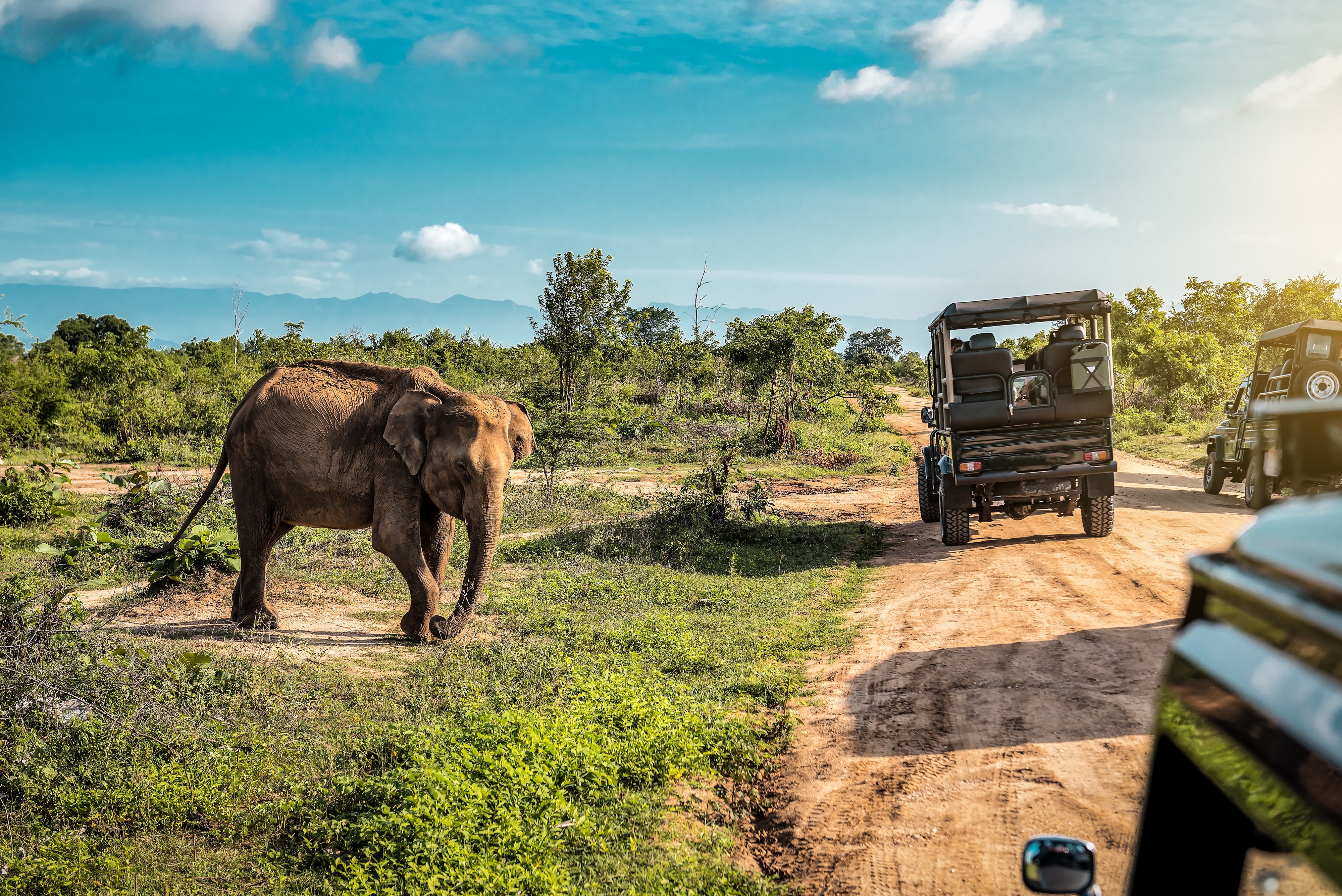 Shutterstock 2471553885 (Live Cute Elephant On Safari Tour. Udawalawe Sri Lanka. Vacation Theme)