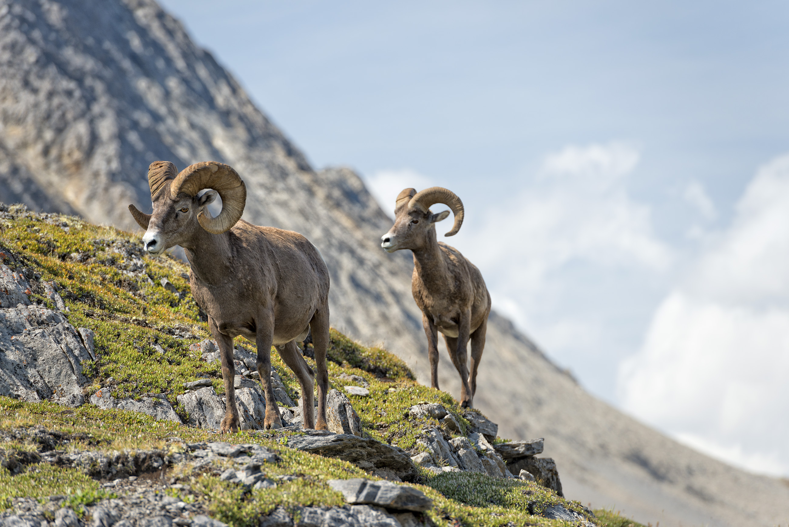 Bighorn Sheep Shutterstock 183965372