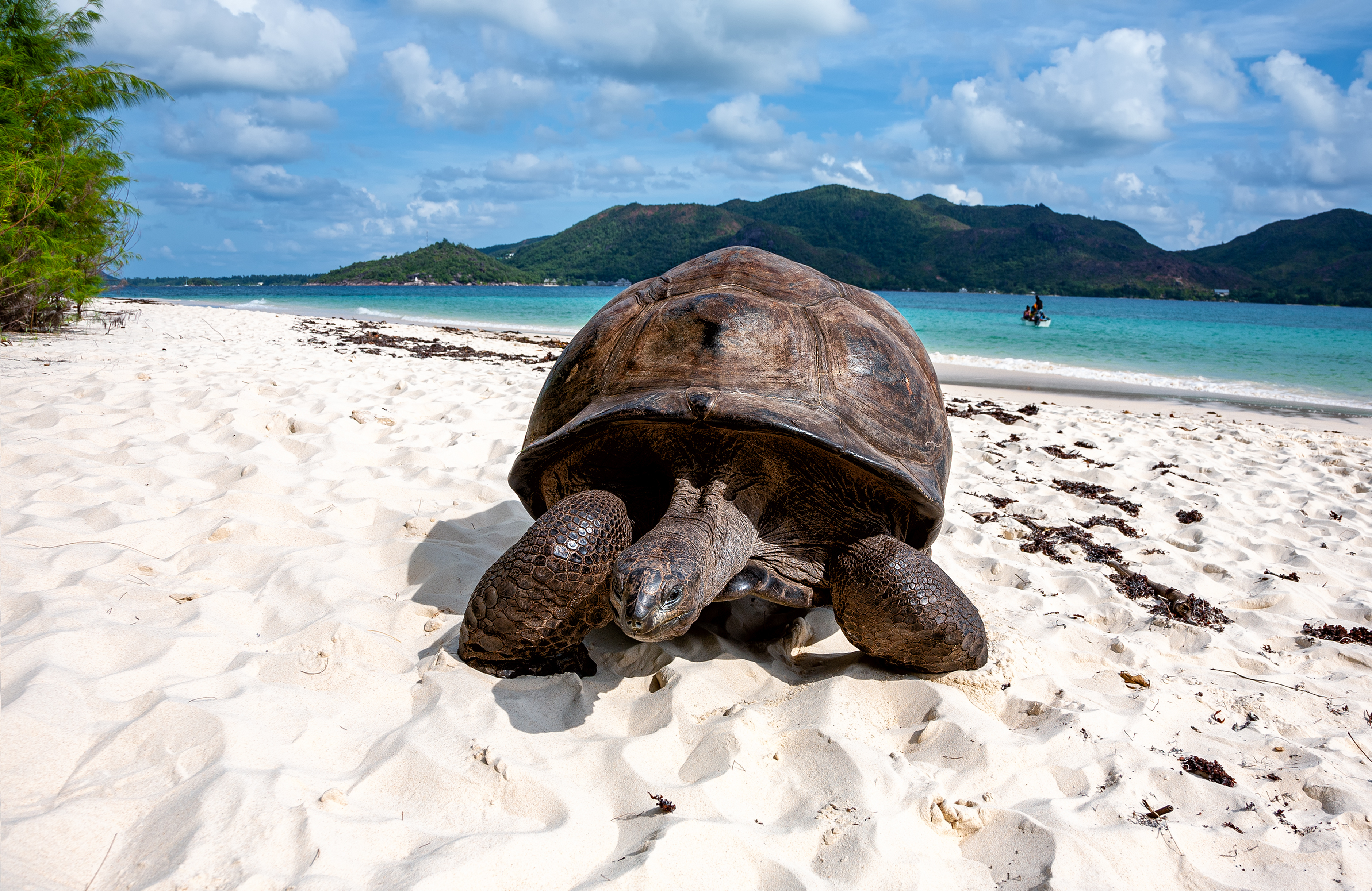 Shutterstock 1813636720 (1) Turtle On The Beach, Seychelles.