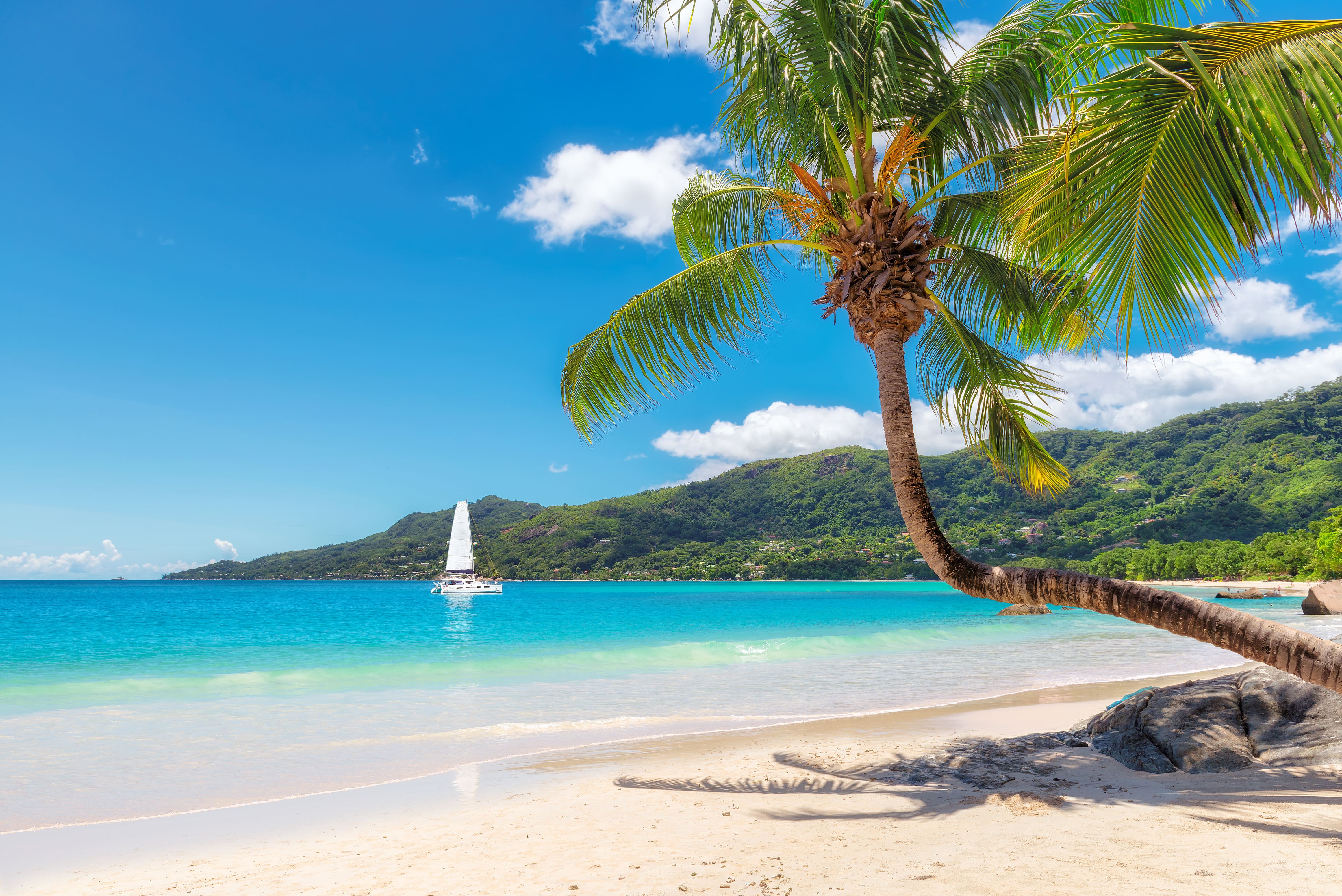 Shutterstock 640360951 Palm Tree On Tropical Beach In Seychelles, Beau Vallon, Mahe Island