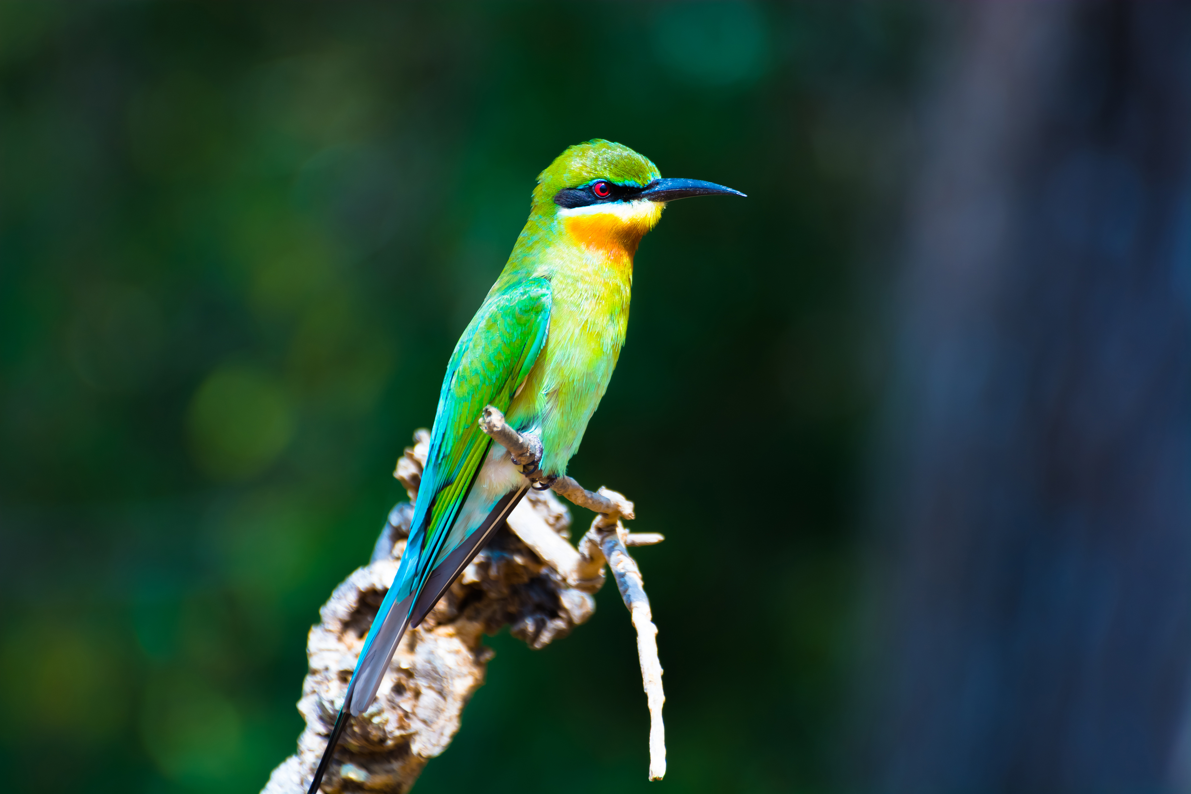 Shutterstock 180820604 Bee Eater Bird In The Jungle