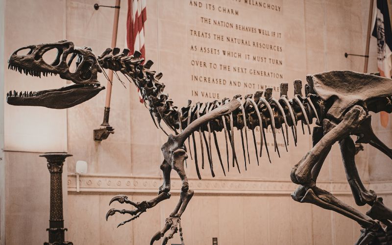 American Museum Of Natural History