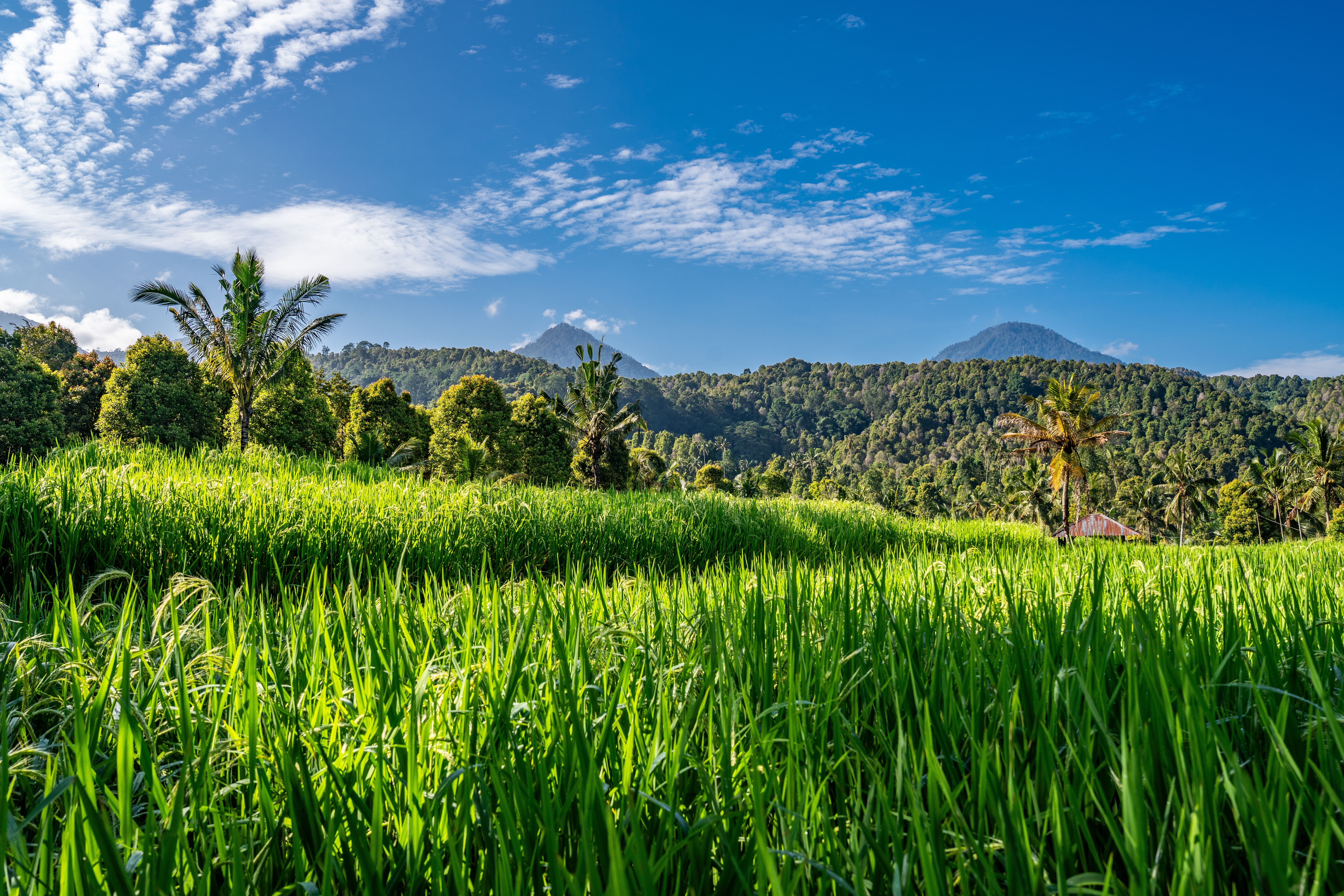 Shutterstock 2640932917