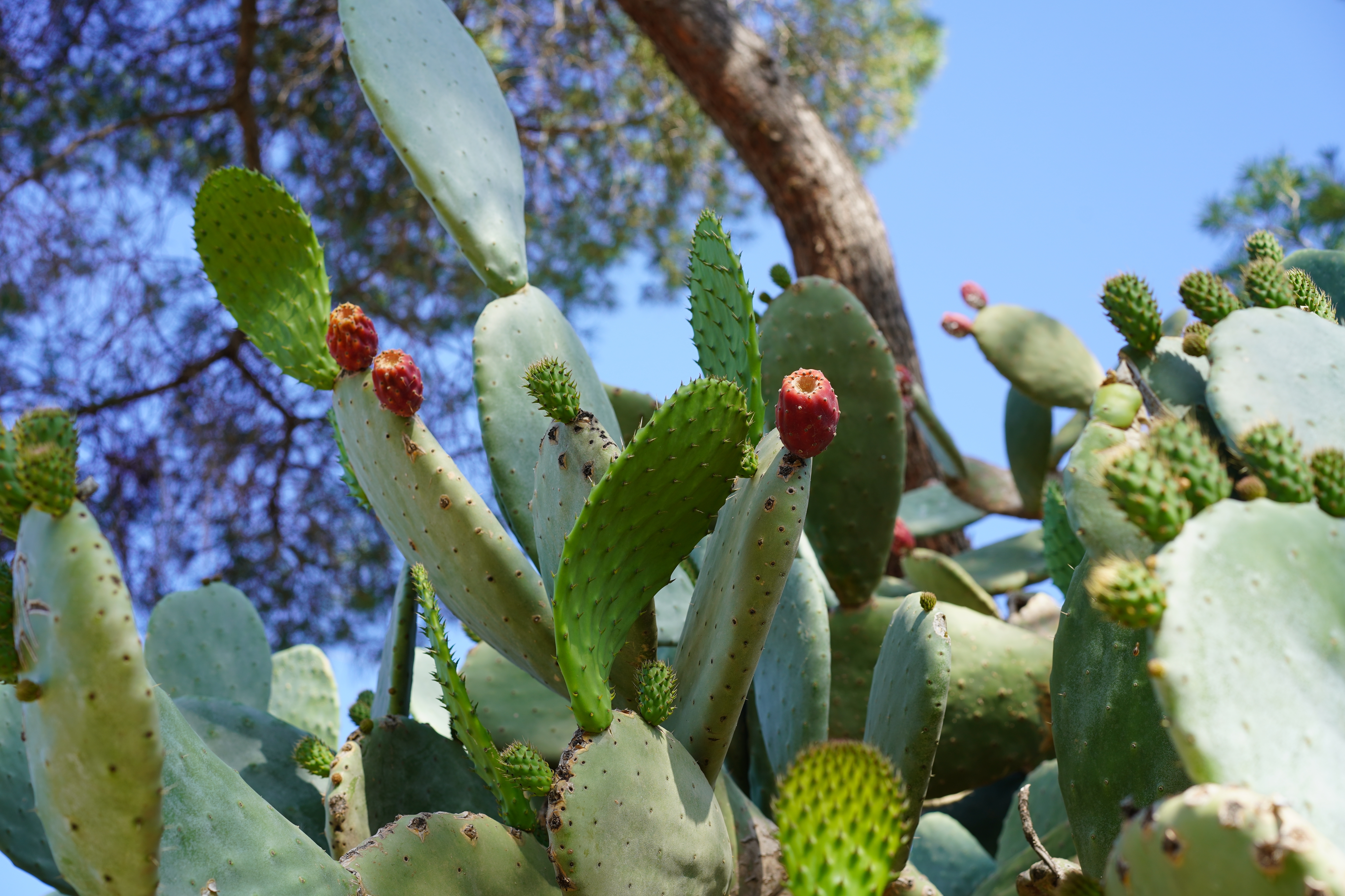 Historical Botanical Garden In Málaga Shutterstock 2451133935
