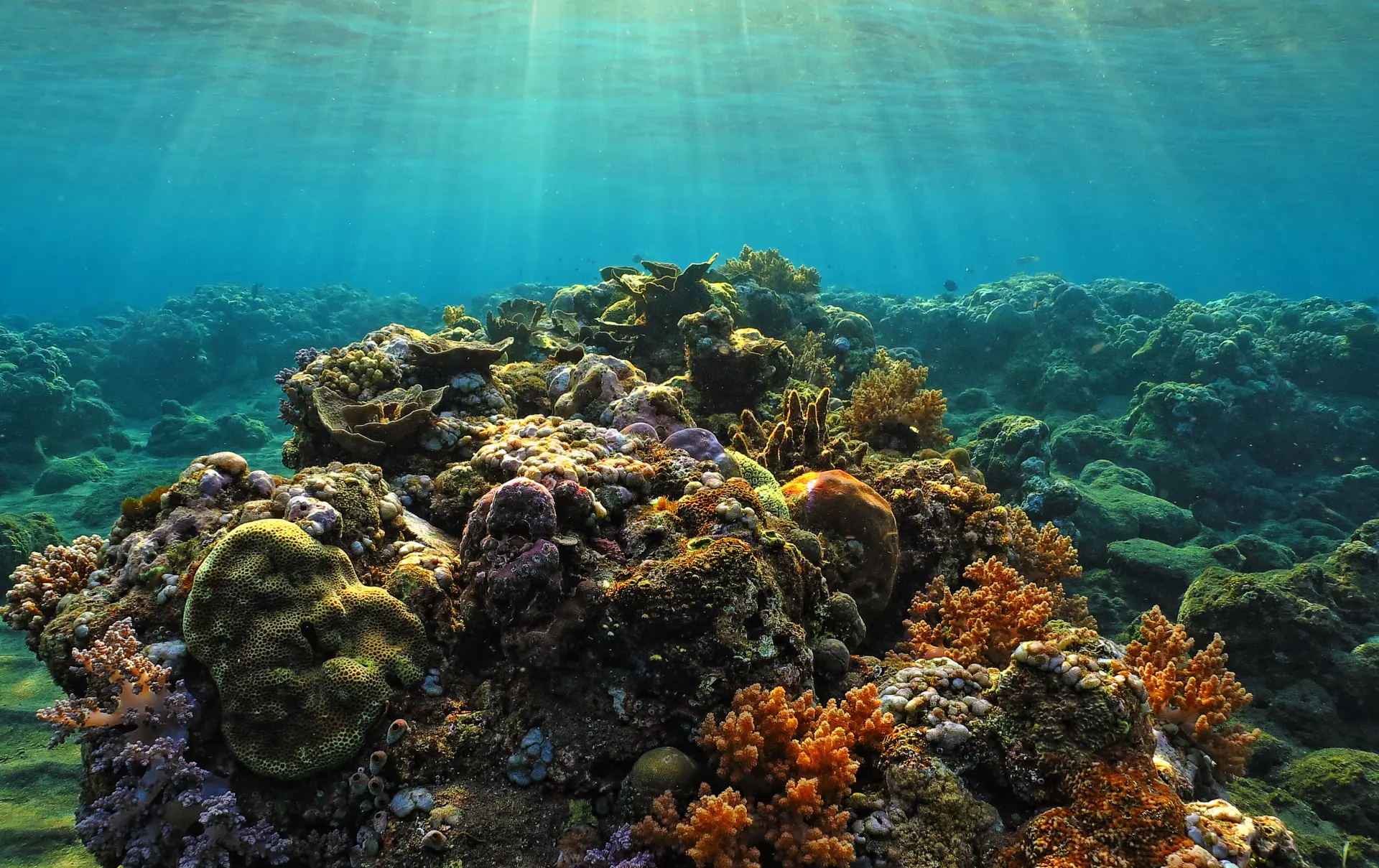 Koraller Ud For Jemeluk Stranden