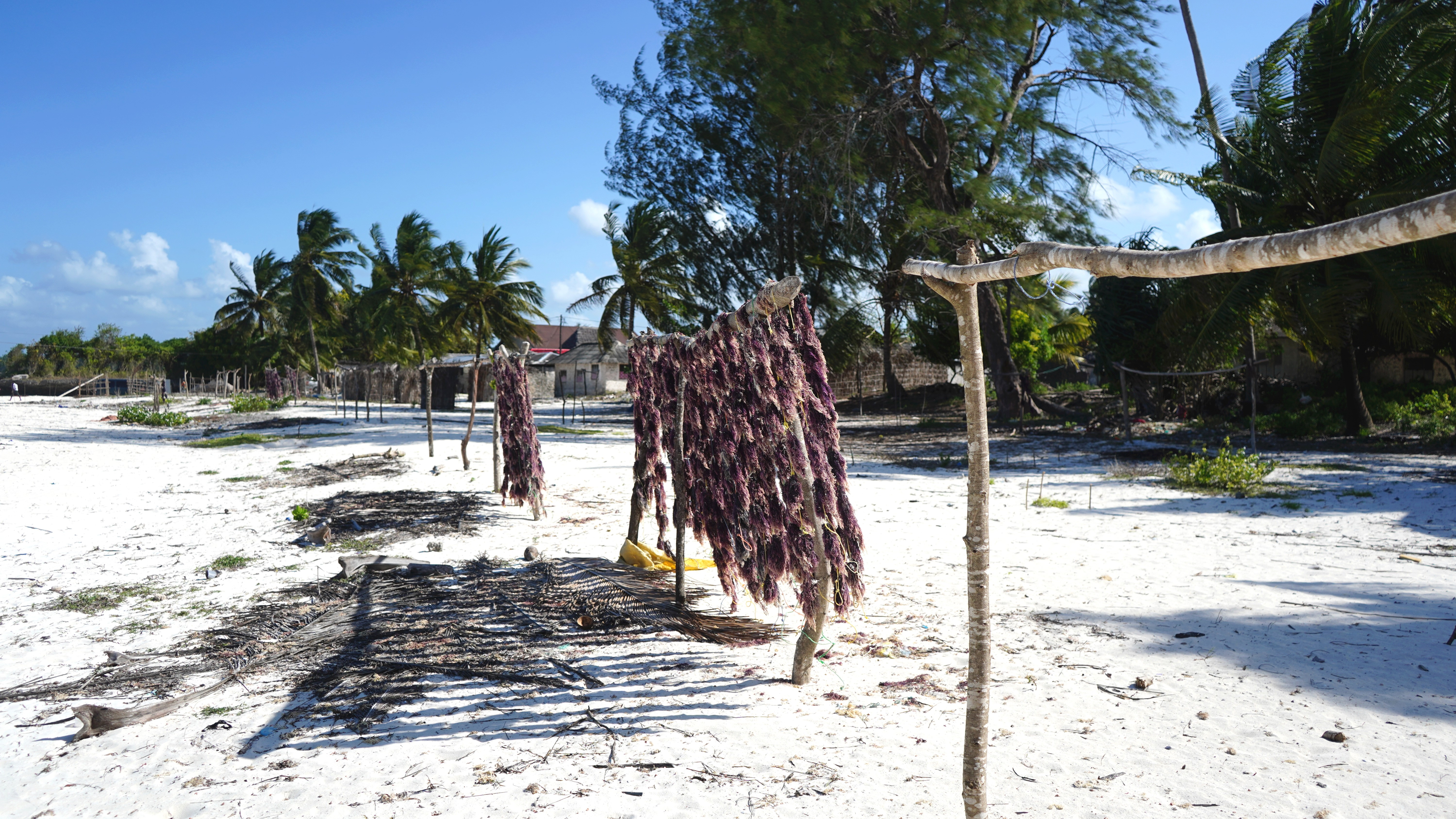 Shutterstock 1212358693 Dry Algae, Pongwe Beach, Zanzibar